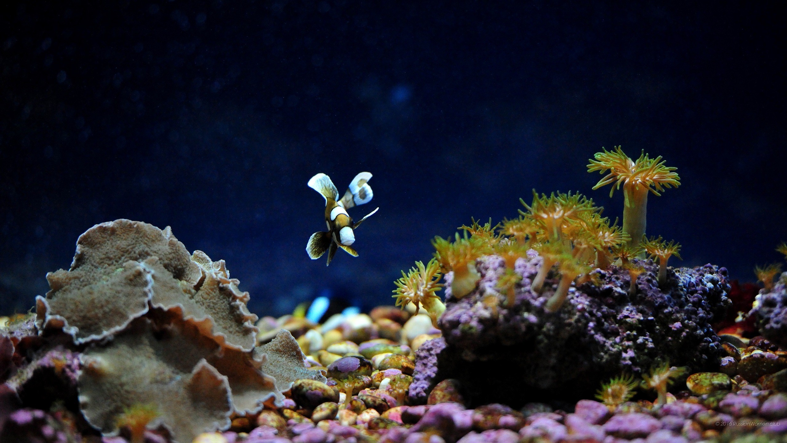 Gamberetto, Zoantidi, Acquario marino, Rocce, 2K, sfondo per portatile