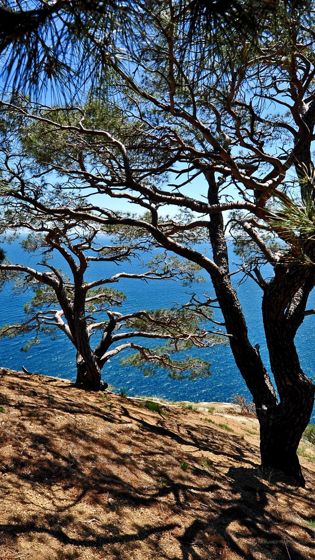Pini, Mare, Costa, Alberi, sfondo Asus Zenfone 3