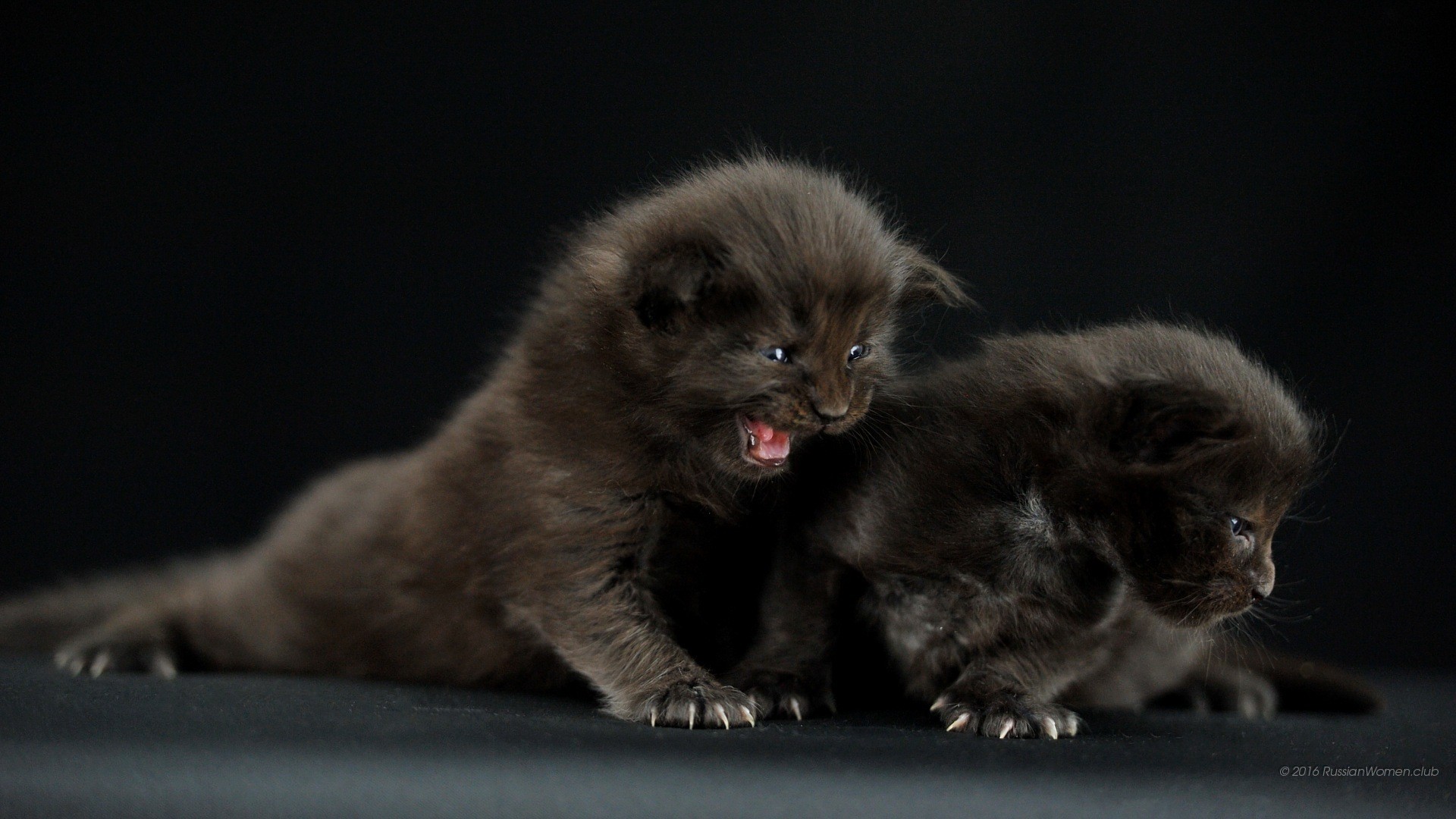 Gattini, Gatto nero, Cuccioli, Sfondo nero, wallpaper per smartphone