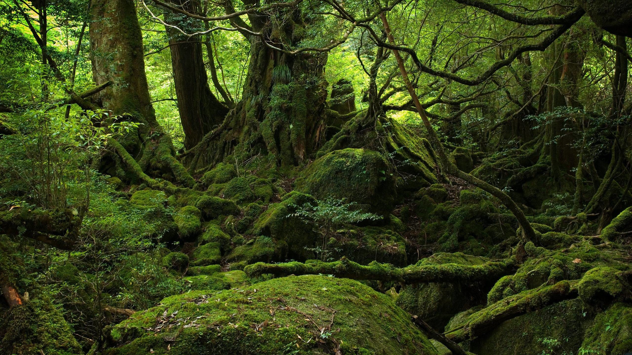 Yakushima, Foresta, Muschio, Giappone, Verde, 2K, sfondo Windows 11