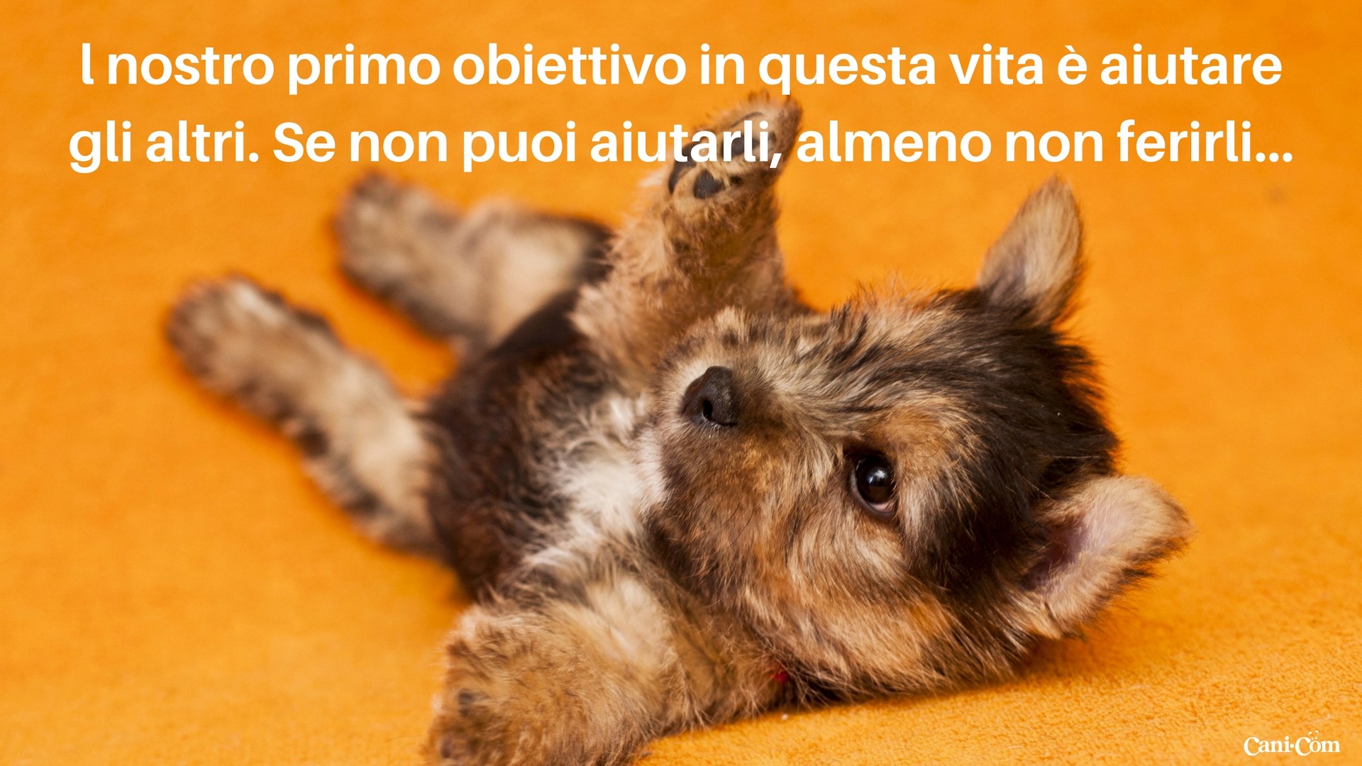Cucciolo, Yorkshire terrier, Citazione, Full HD, sfondo per PC e portatile