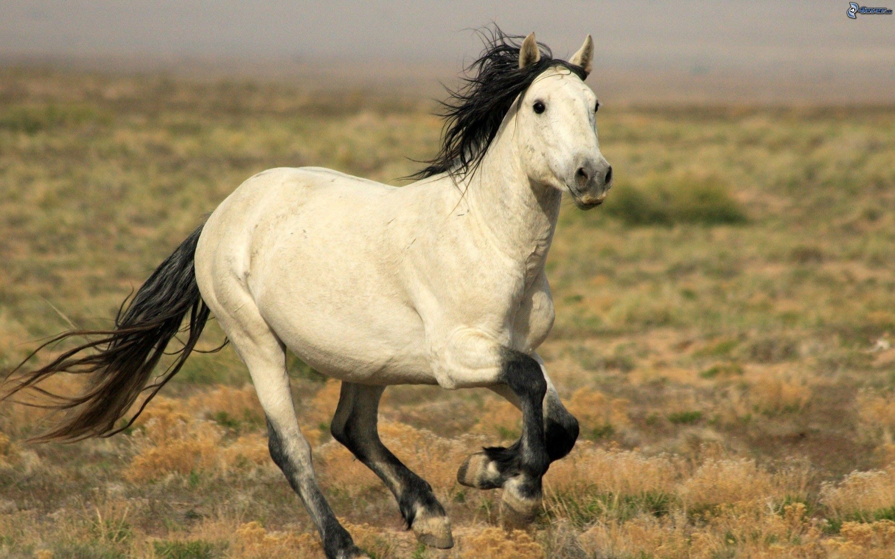 Cavallo bianco, Galoppo, Prateria, 2880x1800, sfondo per PC