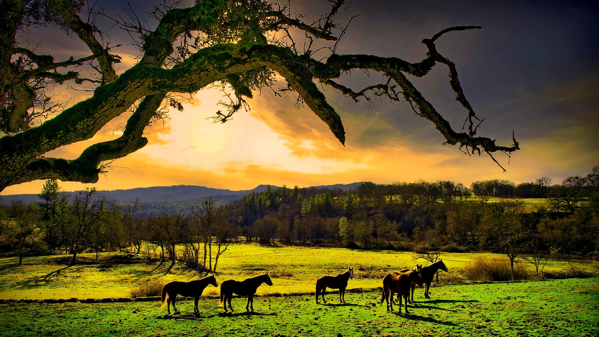 Cavalli, Prato, Ramo, Tramonto, Campagna, 1920x1080, sfondo per PC
