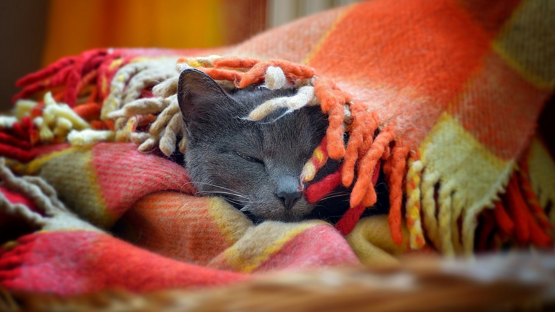 Gatto grigio, Coperta a quadri, Accogliente, Autunno, sfondo per il tuo desktop