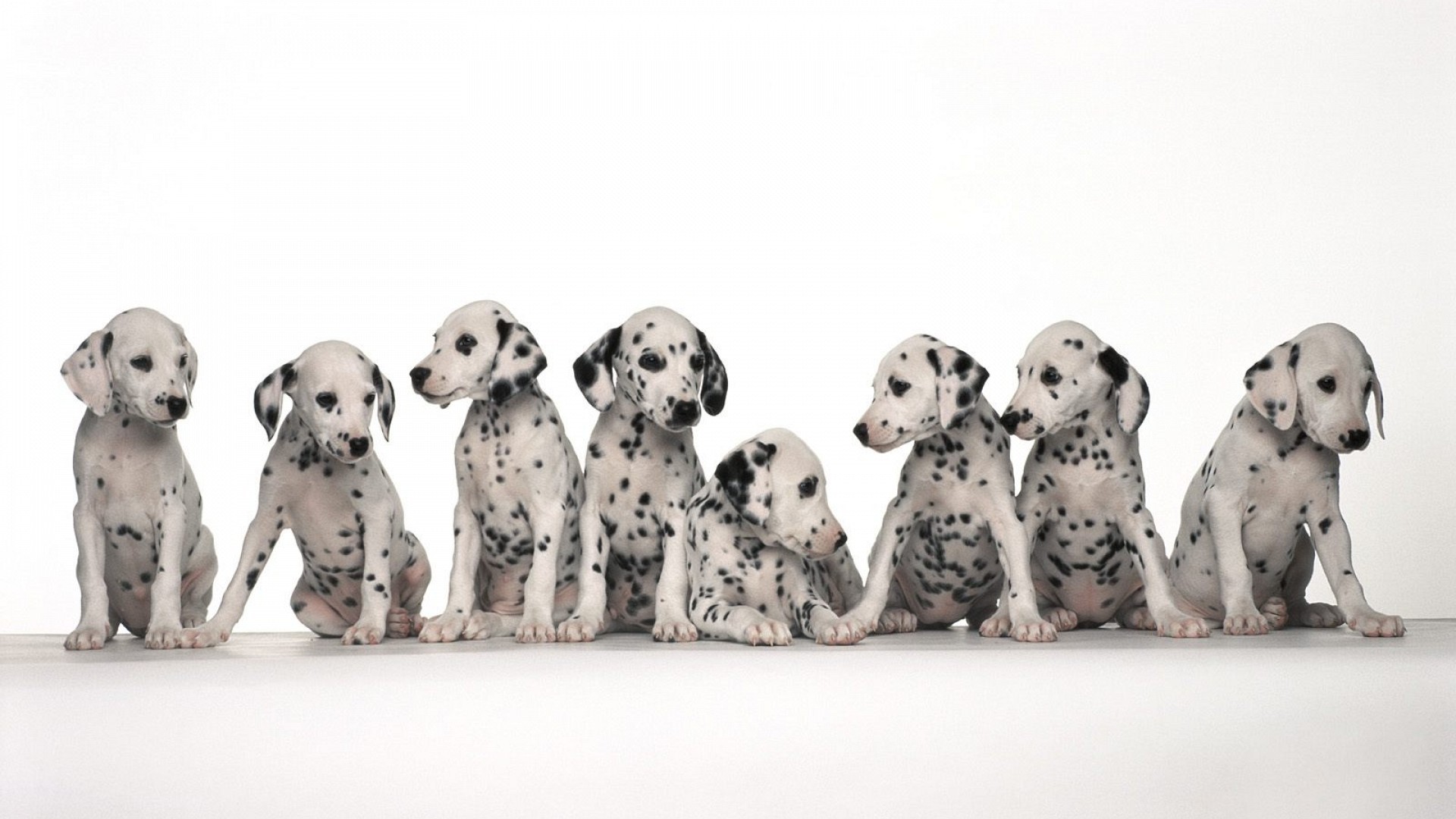 Dalmata, Cuccioli, Sfondo bianco, 1920x1080, wallpaper desktop
