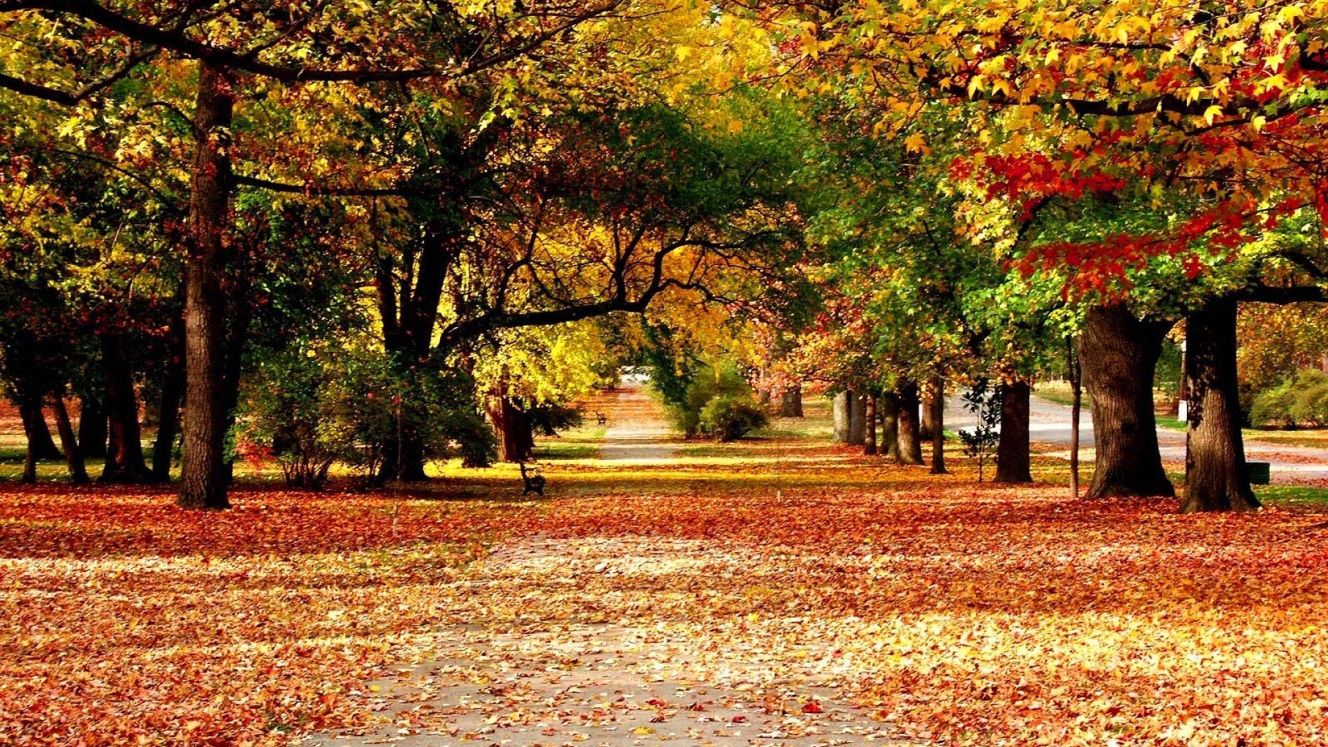 Parco autunnale, Foglie cadute, Alberi, Autunno, 1920x1080, immagine di sfondo