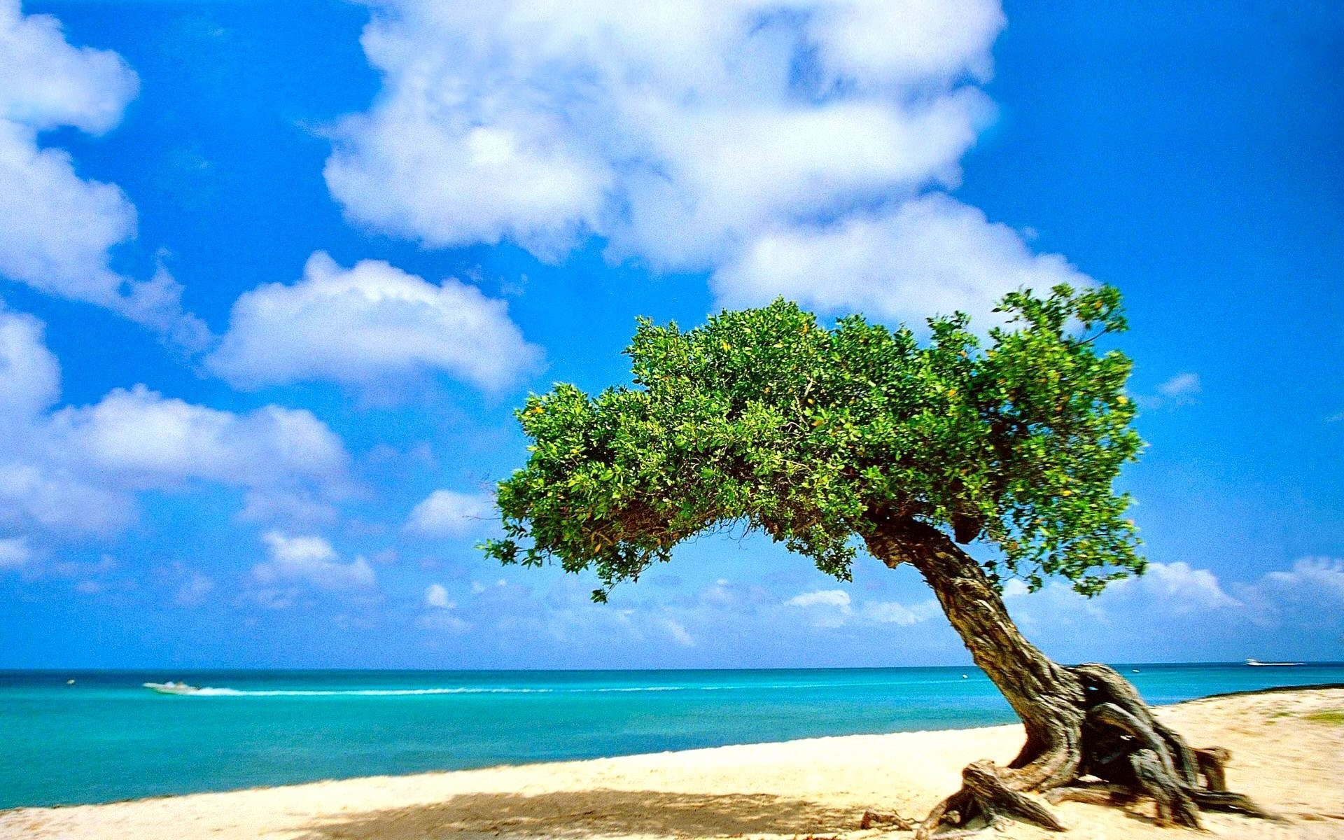 Divi-divi, Aruba, Spiaggia, Mare caraibico, Nuvole, 16:10 Full HD, sfondo widescreen