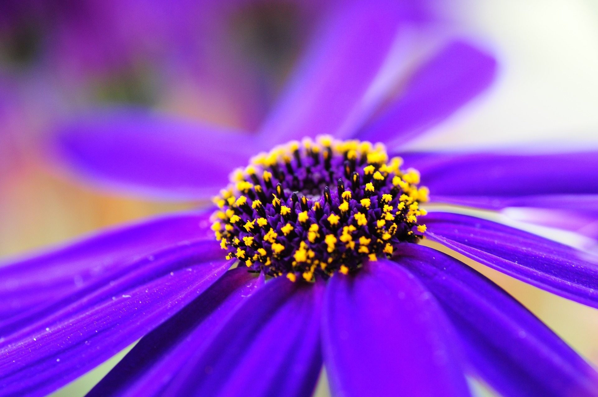 Fiore viola, Cineraria, Macro, Polline, Full HD, sfondo per PC e portatile