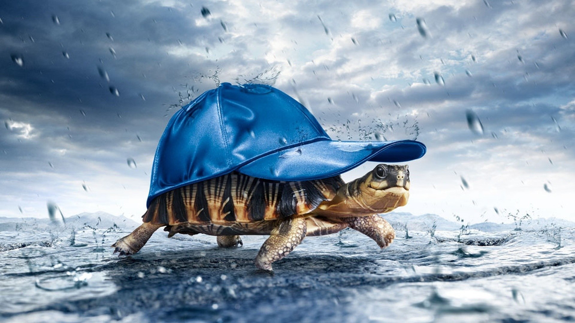 Tartaruga, Berretto con visiera, Pioggia, Fotomontaggio, Full HD, sfondo per PC