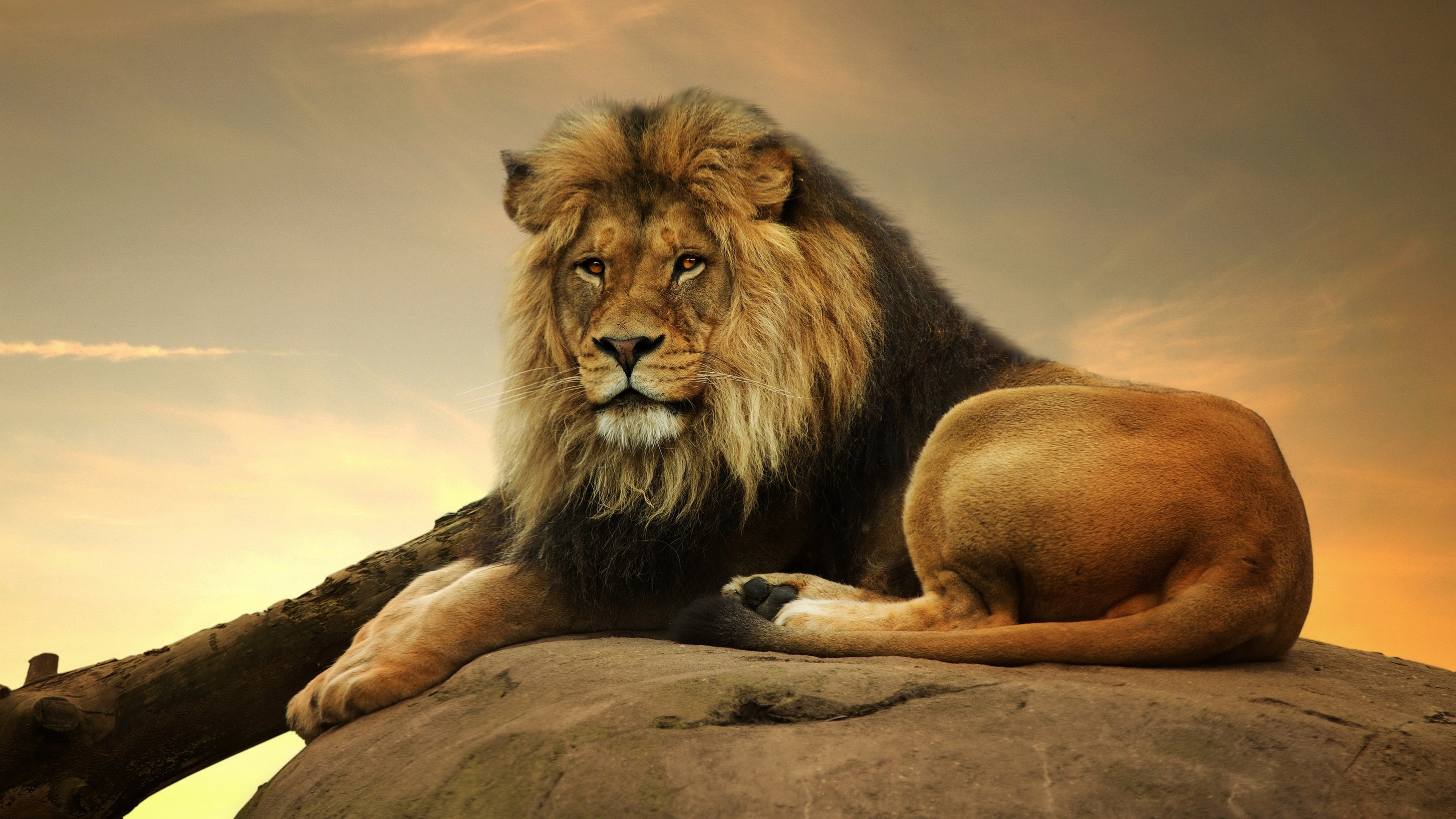 Leone, Roccia, Tramonto, Felino, Savana, 4K 2160p, sfondo desktop