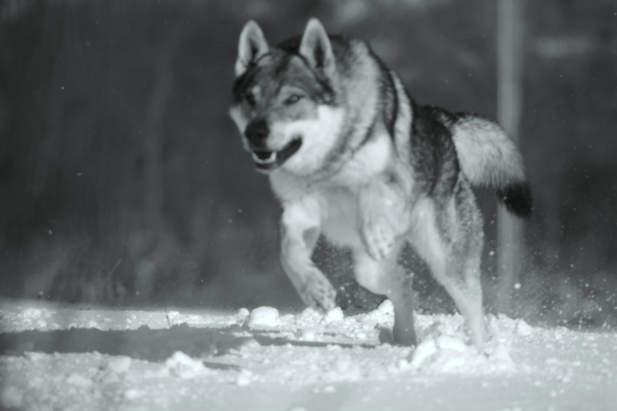 Lupo, Corsa, Neve, Bianco e nero, Full HD, sfondo per PC e portatile