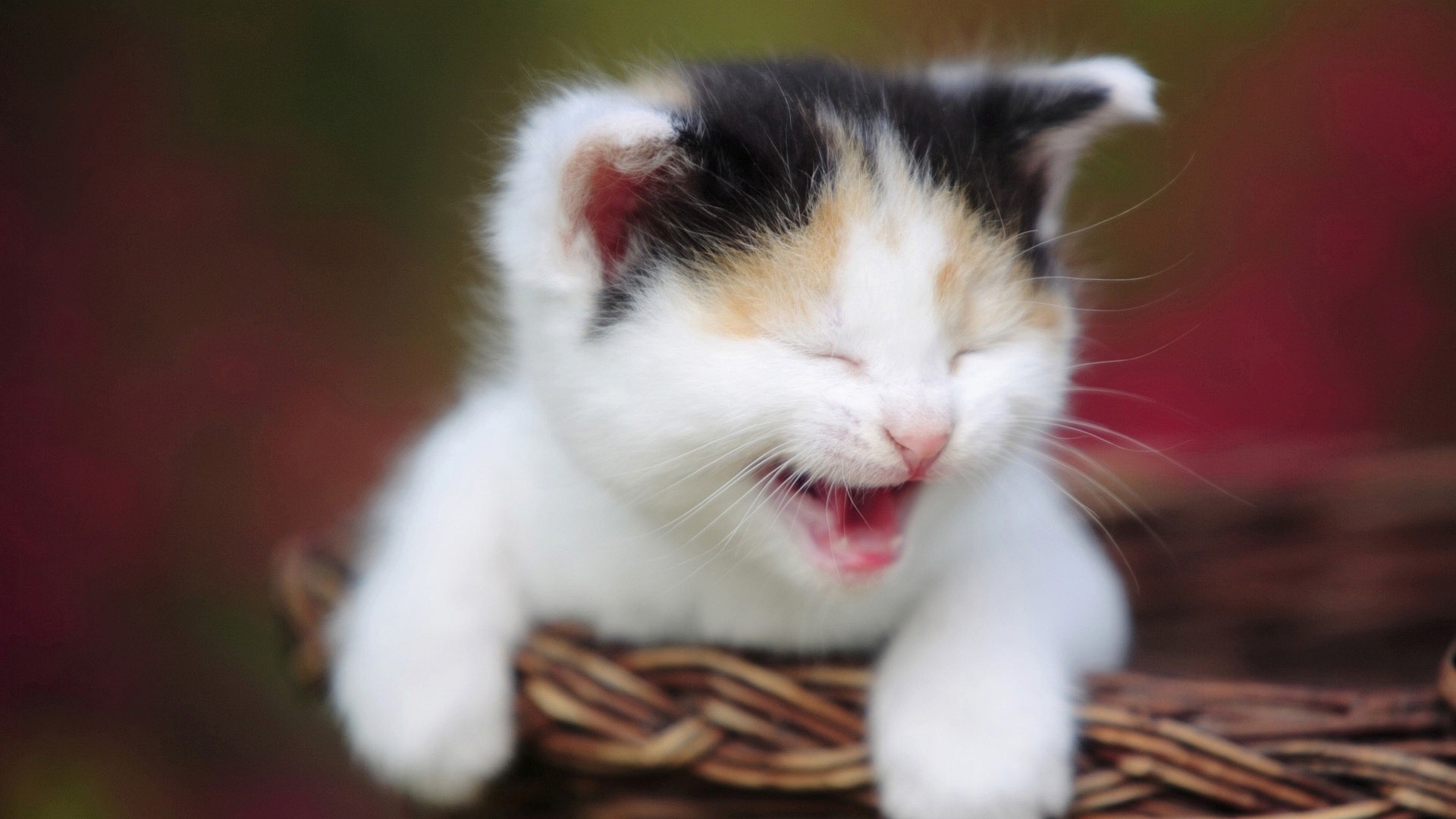 Gattino, Calicò, Cesto, Sbadiglio, Full HD, sfondo per PC