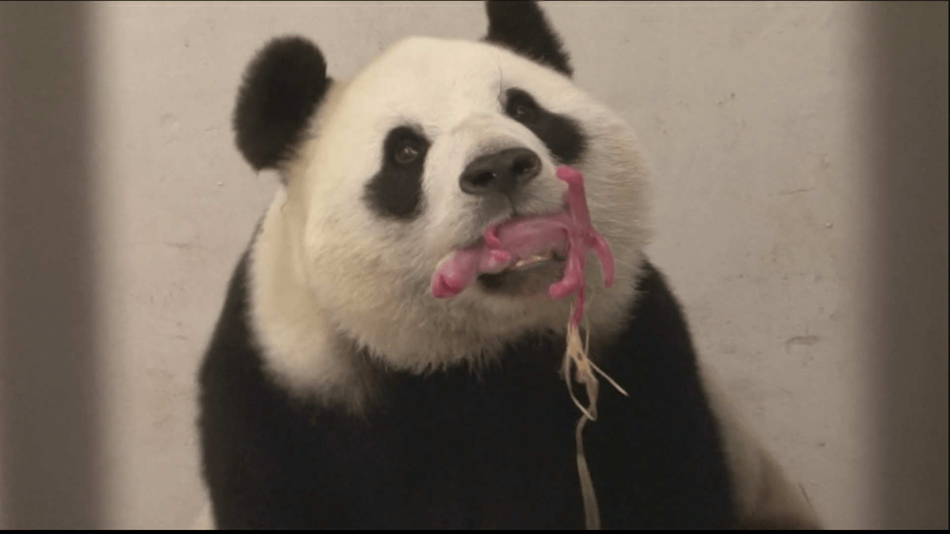 Panda gigante, Ritratto, Giocattolo, 16:9 Full HD, sfondo widescreen