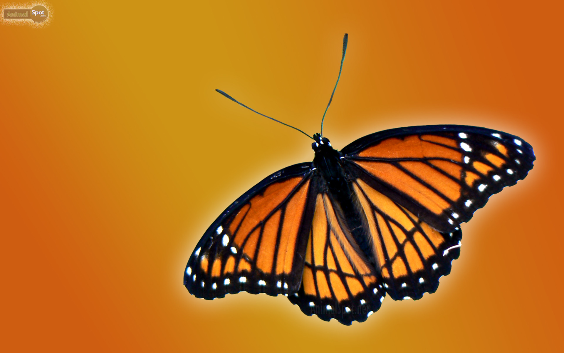 Monarca, Farfalla, Sfondo arancione, 16:10 Full HD, wallpaper widescreen
