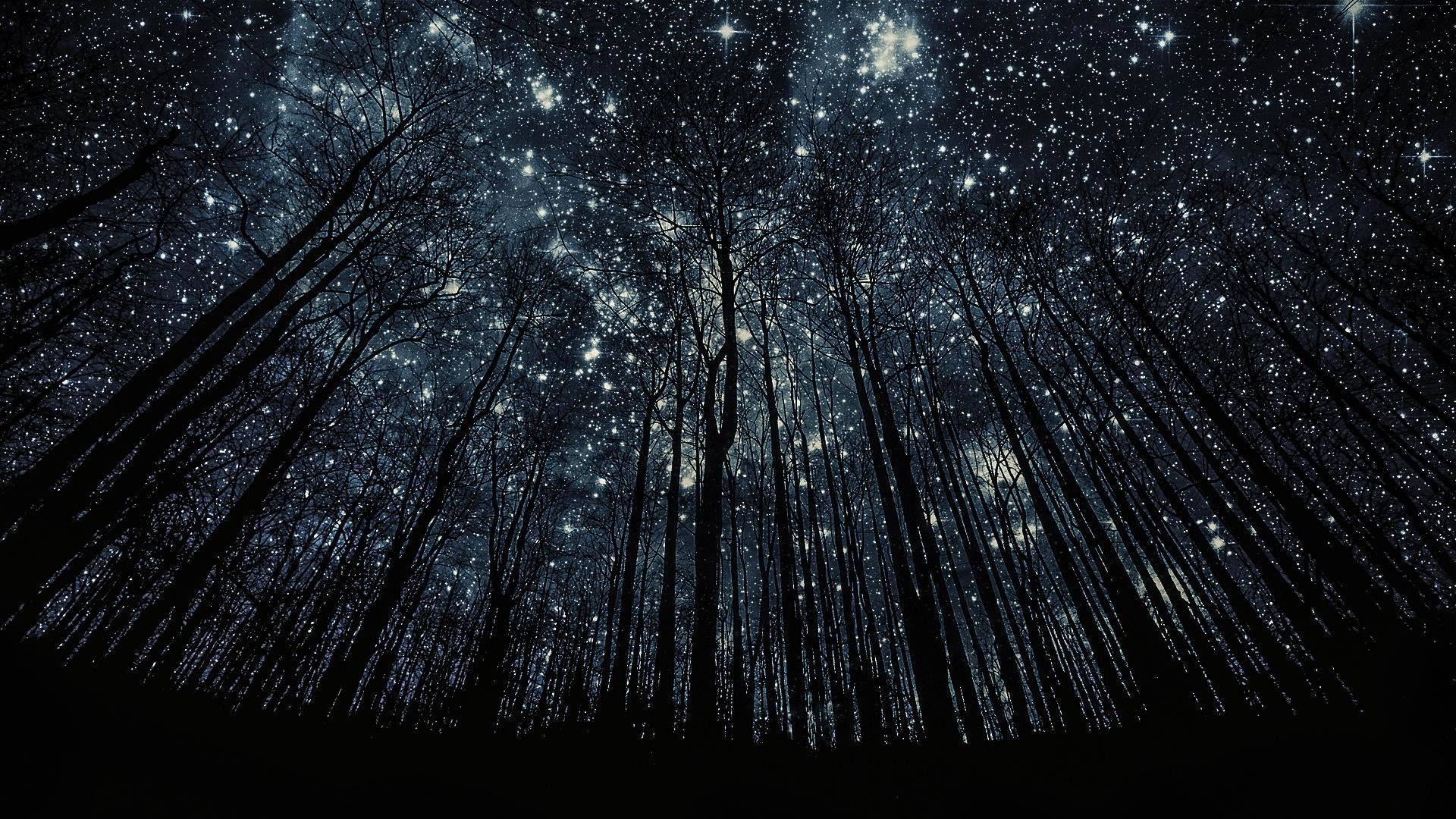 Cielo stellato, Foresta, Alberi, Vista dal basso, Notte, Full HD, wallpaper desktop