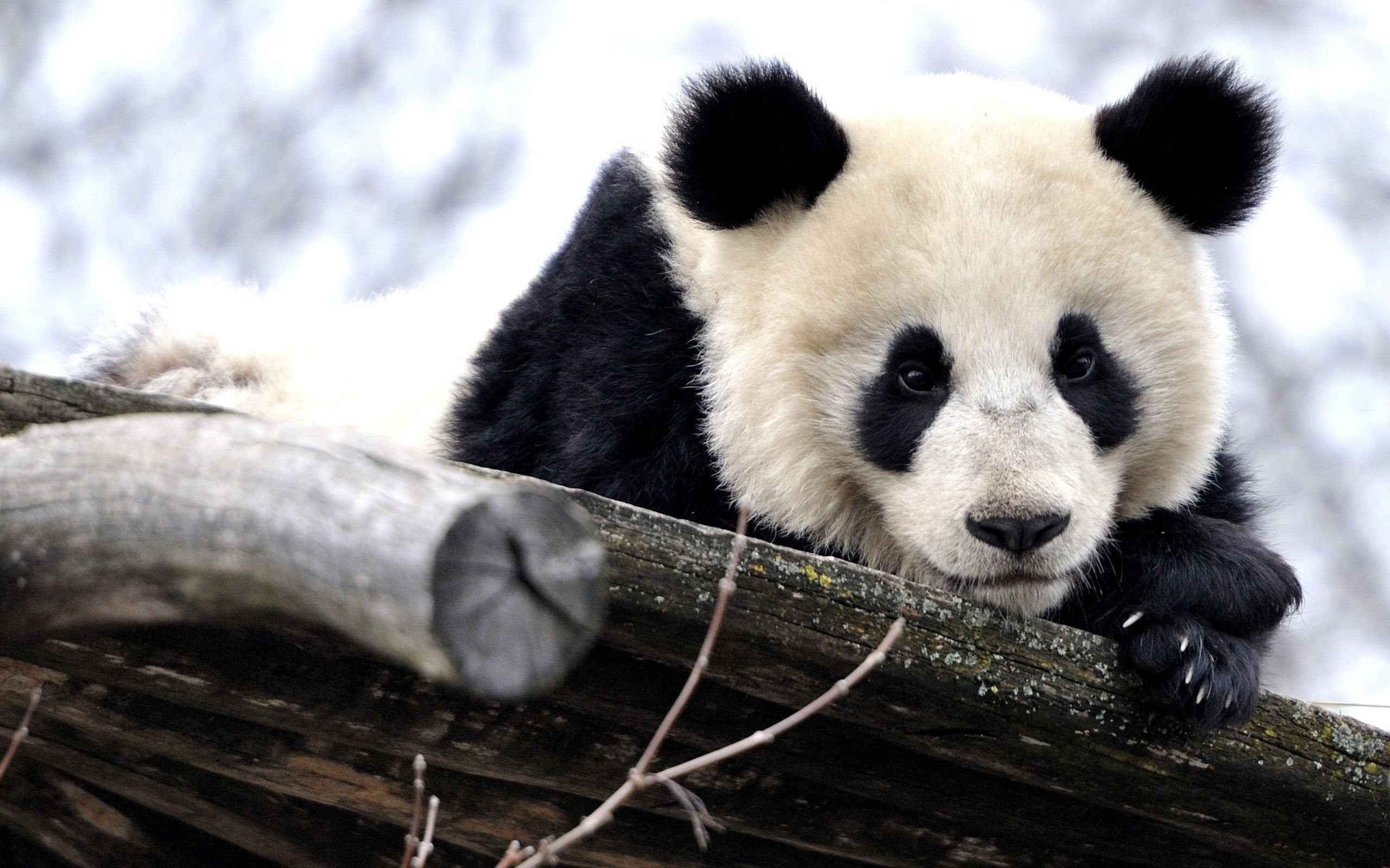 Panda gigante, Cucciolo di panda, Tronco, Tenero, 16:10 2K, sfondo widescreen