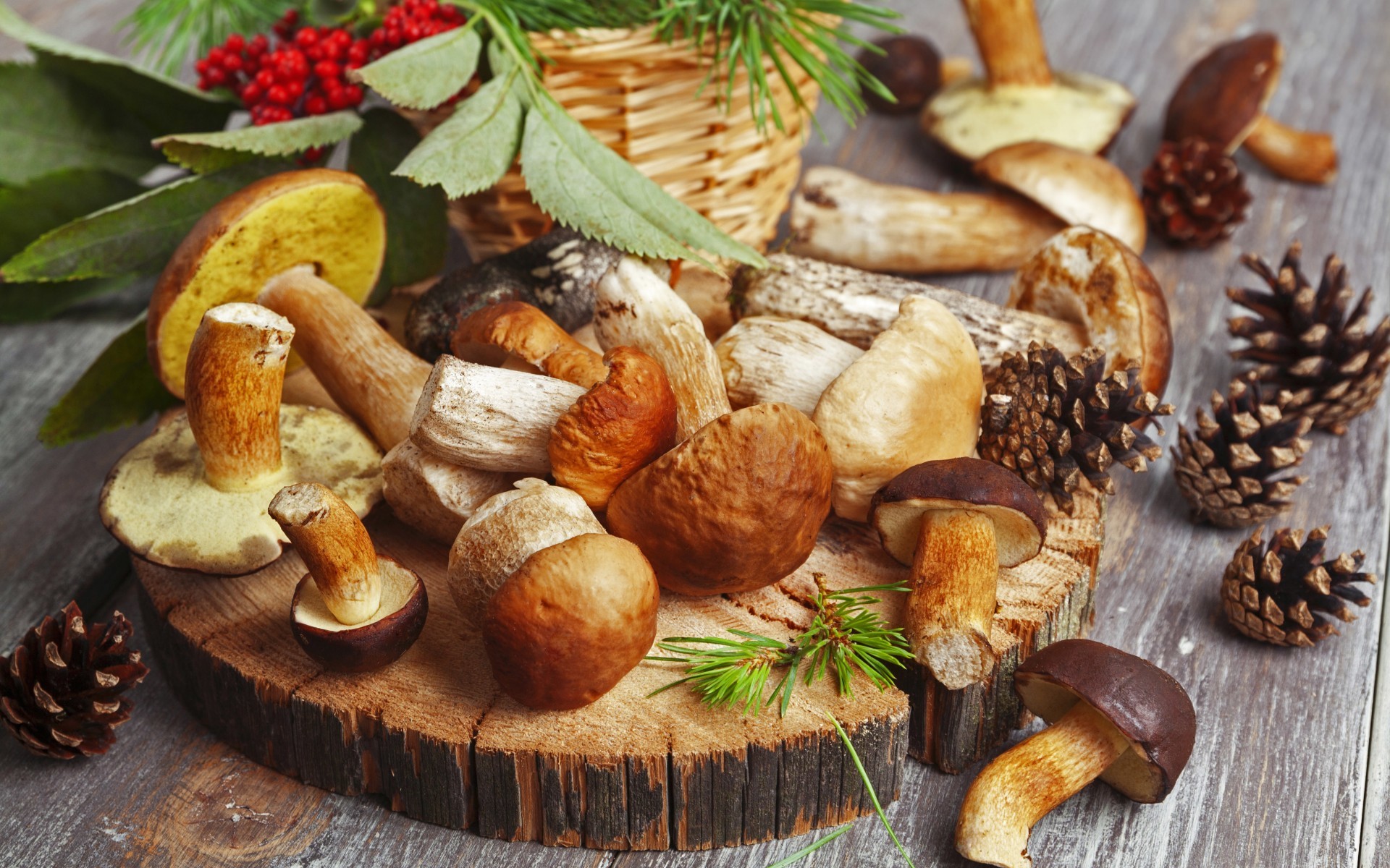 Funghi porcini, Pigne, Sorbo, Ceppo di legno, Natura morta, Full HD, sfondo per il tuo desktop