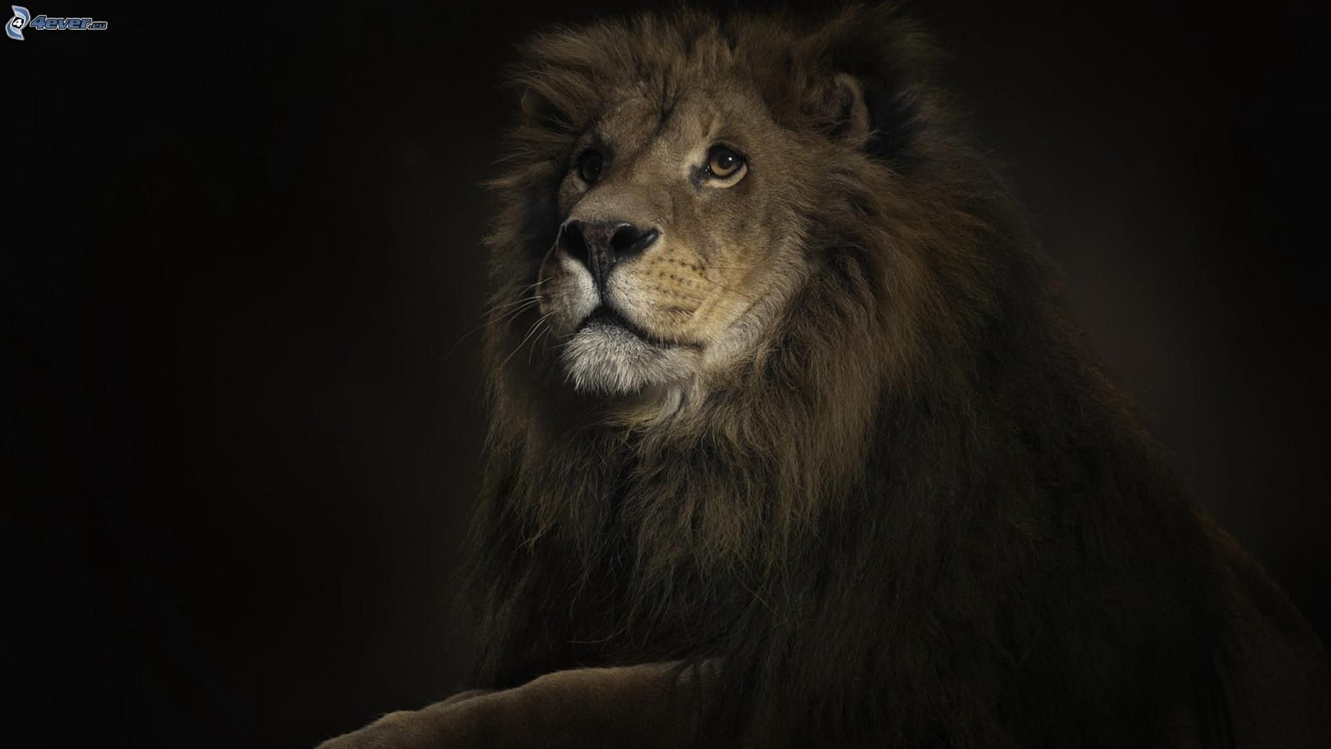 Leone, Sfondo scuro, Criniera nera, Ritratto, Full HD, wallpaper per portatile