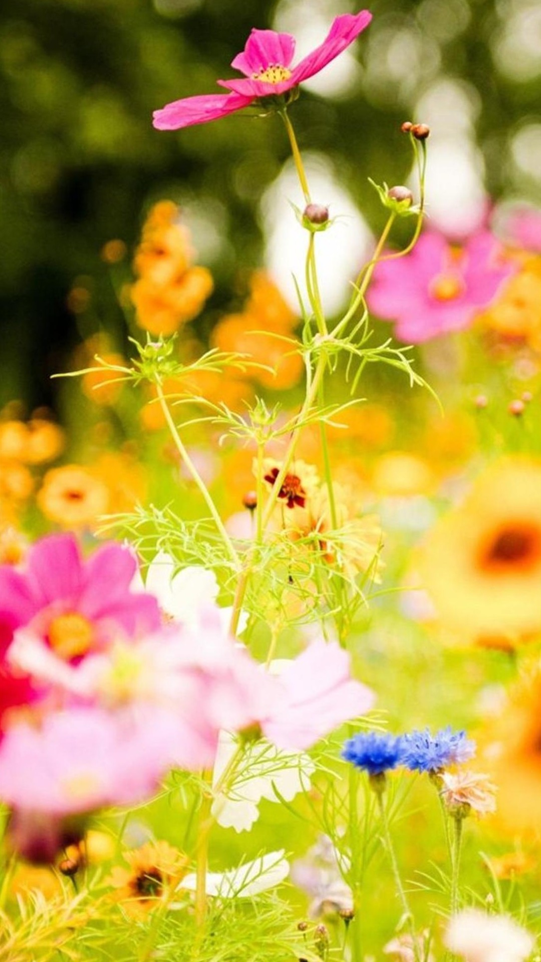 Cosmea, Fiori di campo, Rosa, Estate, sfondo schermata di blocco LG G2
