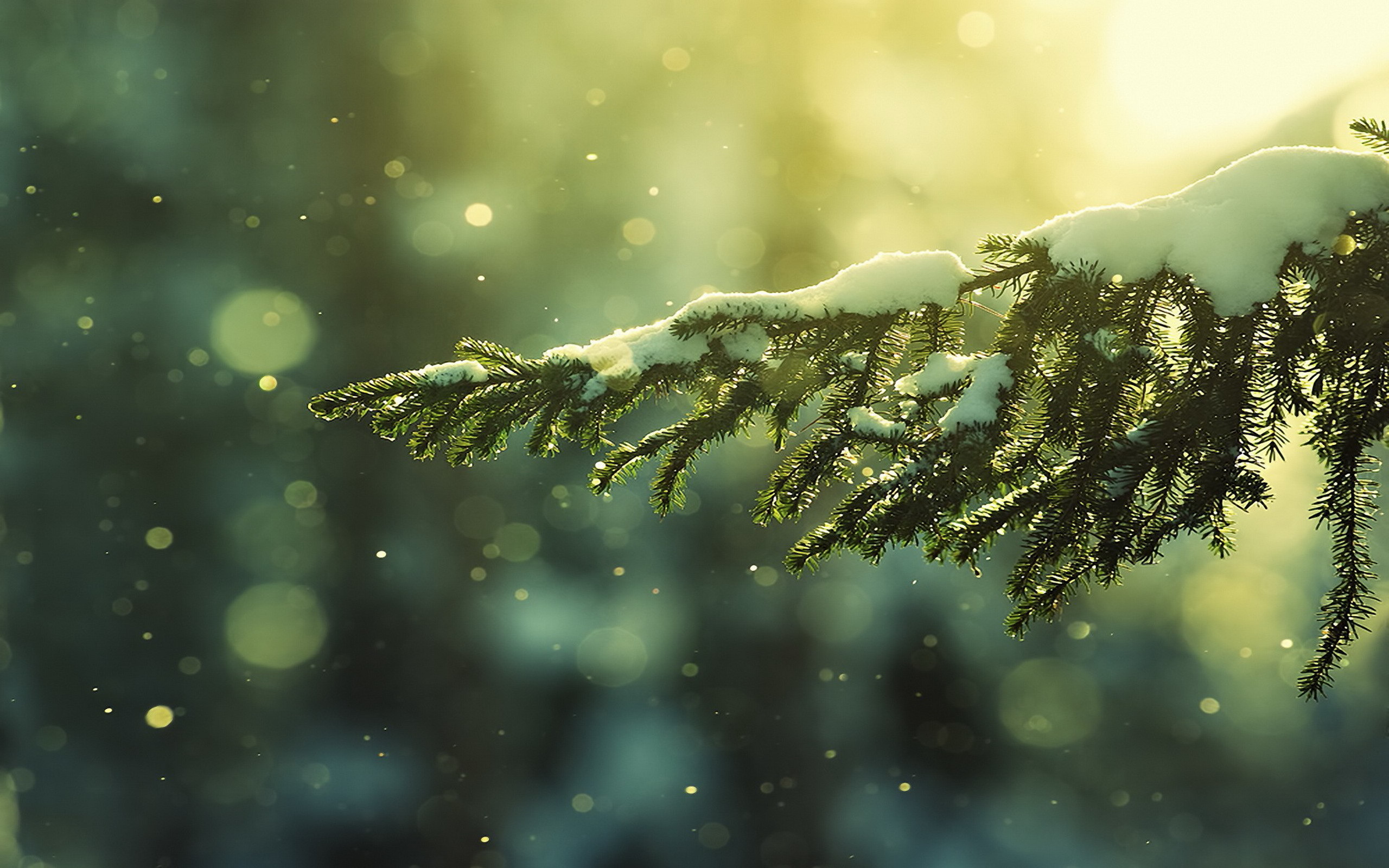 Ramo di abete, Neve, Bokeh, 2K, wallpaper per desktop