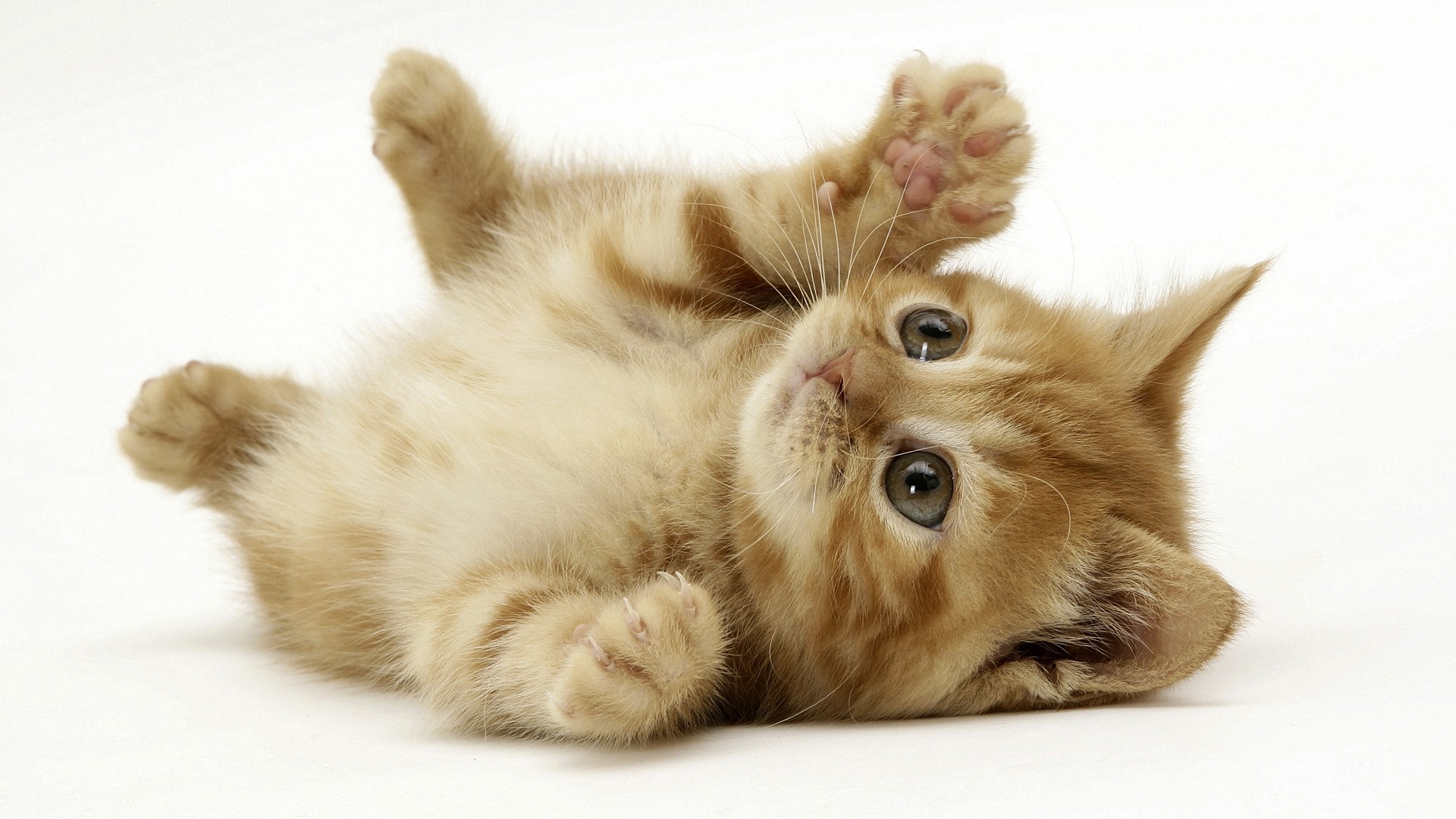 Gattino rosso, Pancia in su, Sfondo bianco, Full HD, wallpaper per portatile