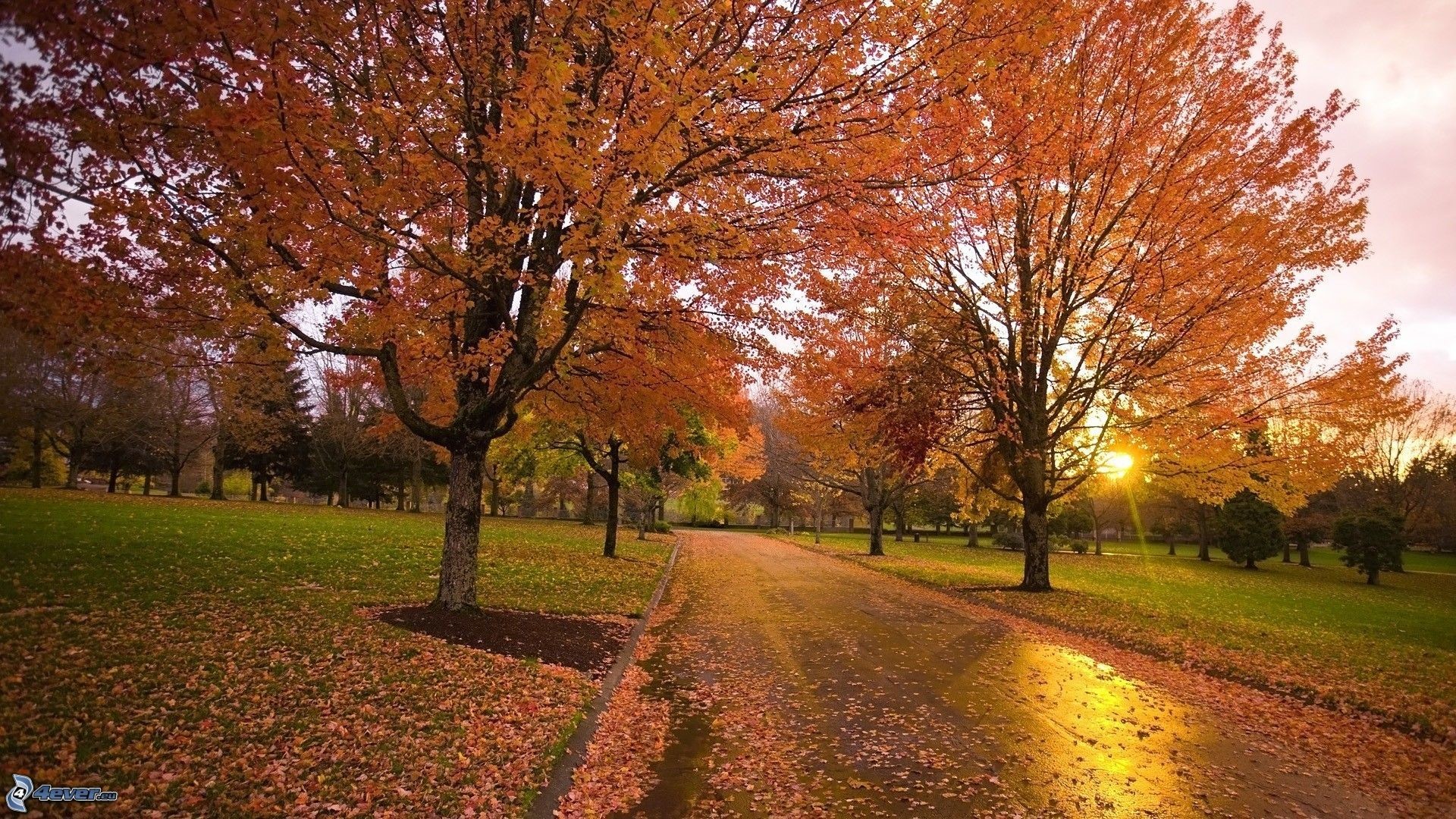 Parco, Sentiero bagnato, Alberi, Arancione, 1920x1080, immagine di sfondo