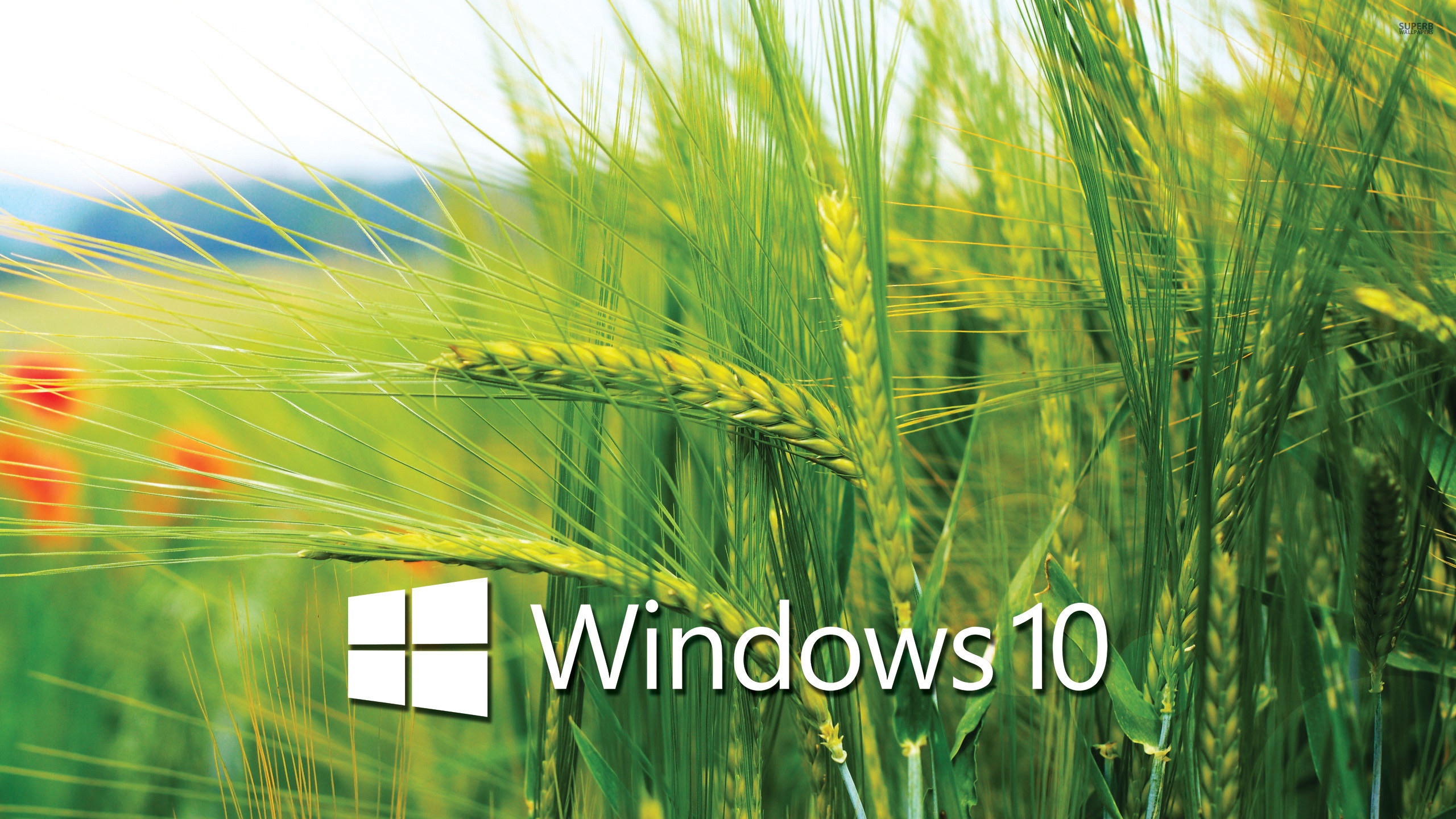 Windows 10, Logo Windows, Spighe di grano, Papaveri, Verde, 2560x1440, immagine di sfondo