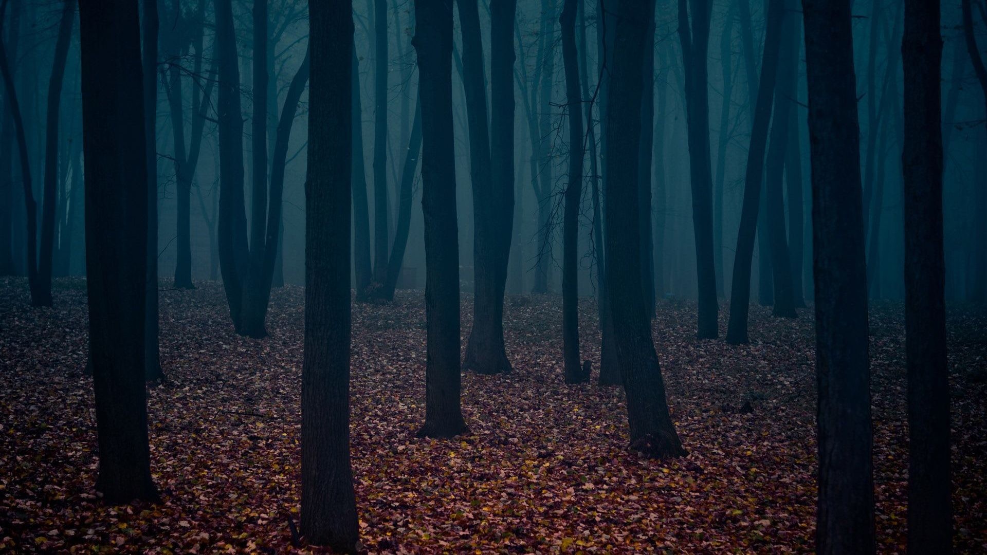 Foresta oscura, Foglie autunnali, Toni blu, Full HD, sfondo per PC