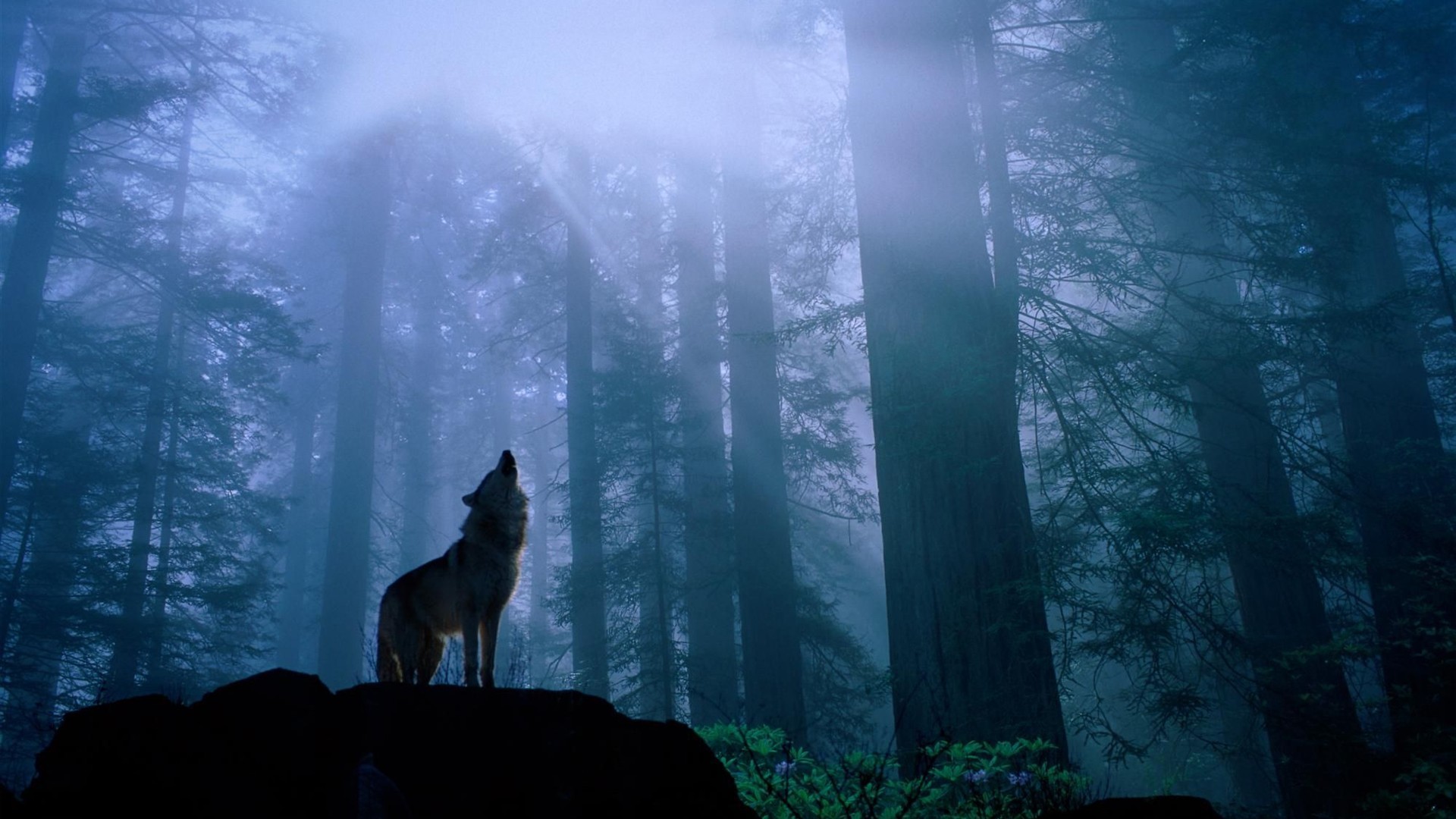 Lupo che ulula, Silhouette, Foresta nebbiosa, Blu, Full HD, wallpaper per computer