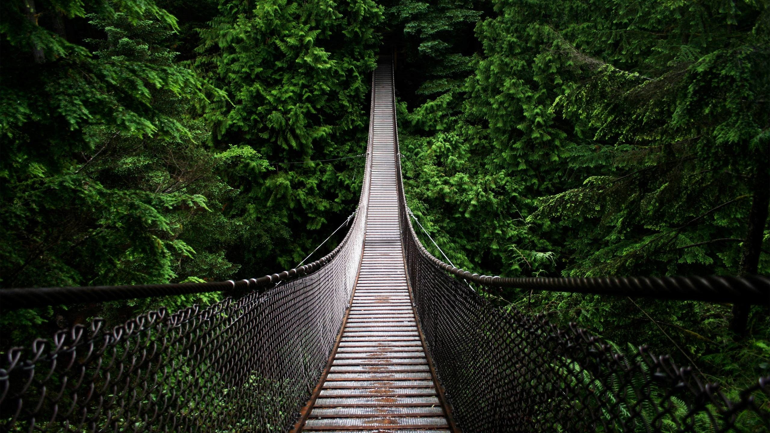 Ponte sospeso, Foresta, Sentiero, Verde, 2K, sfondo per PC e portatile