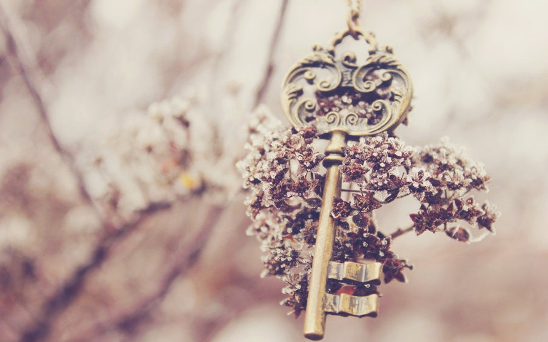 Chiave antica, Fiori secchi, Vintage, Bokeh, sfondo desktop PC