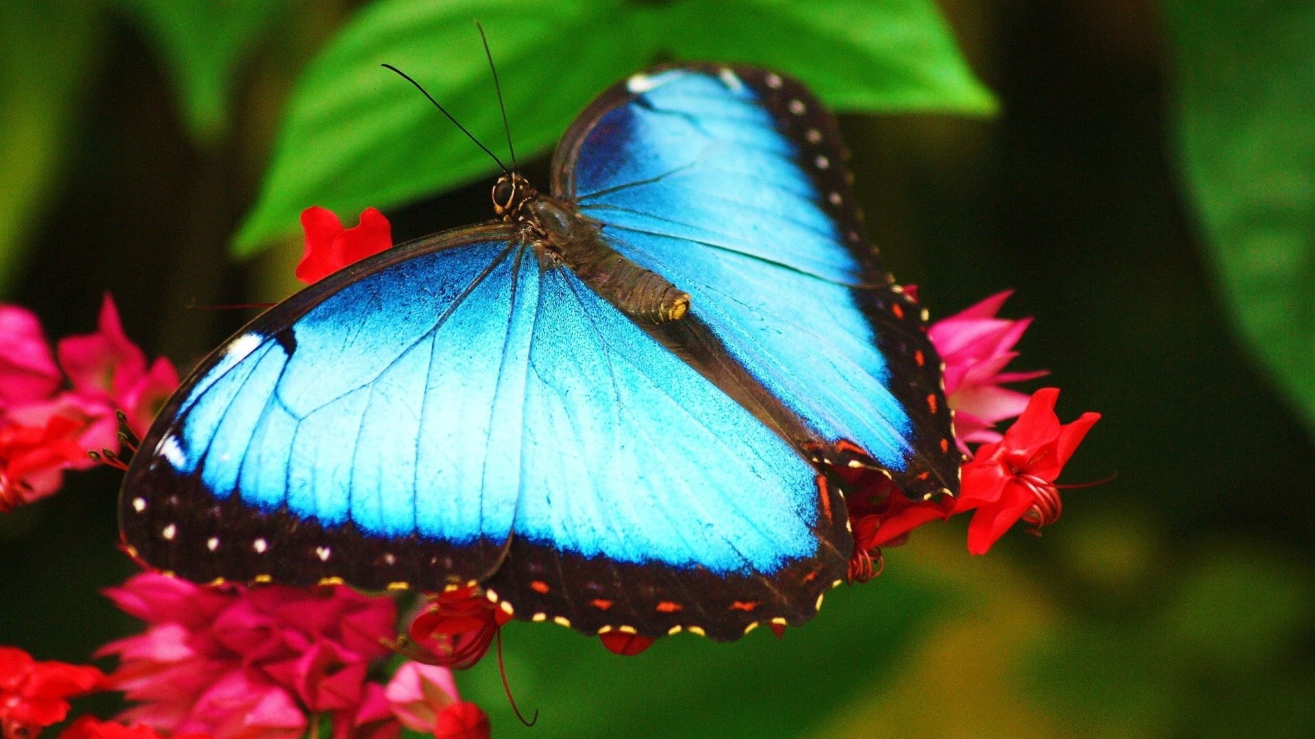 Morpho, Farfalla, Fiori rossi, Azzurro, Full HD, sfondo per portatile