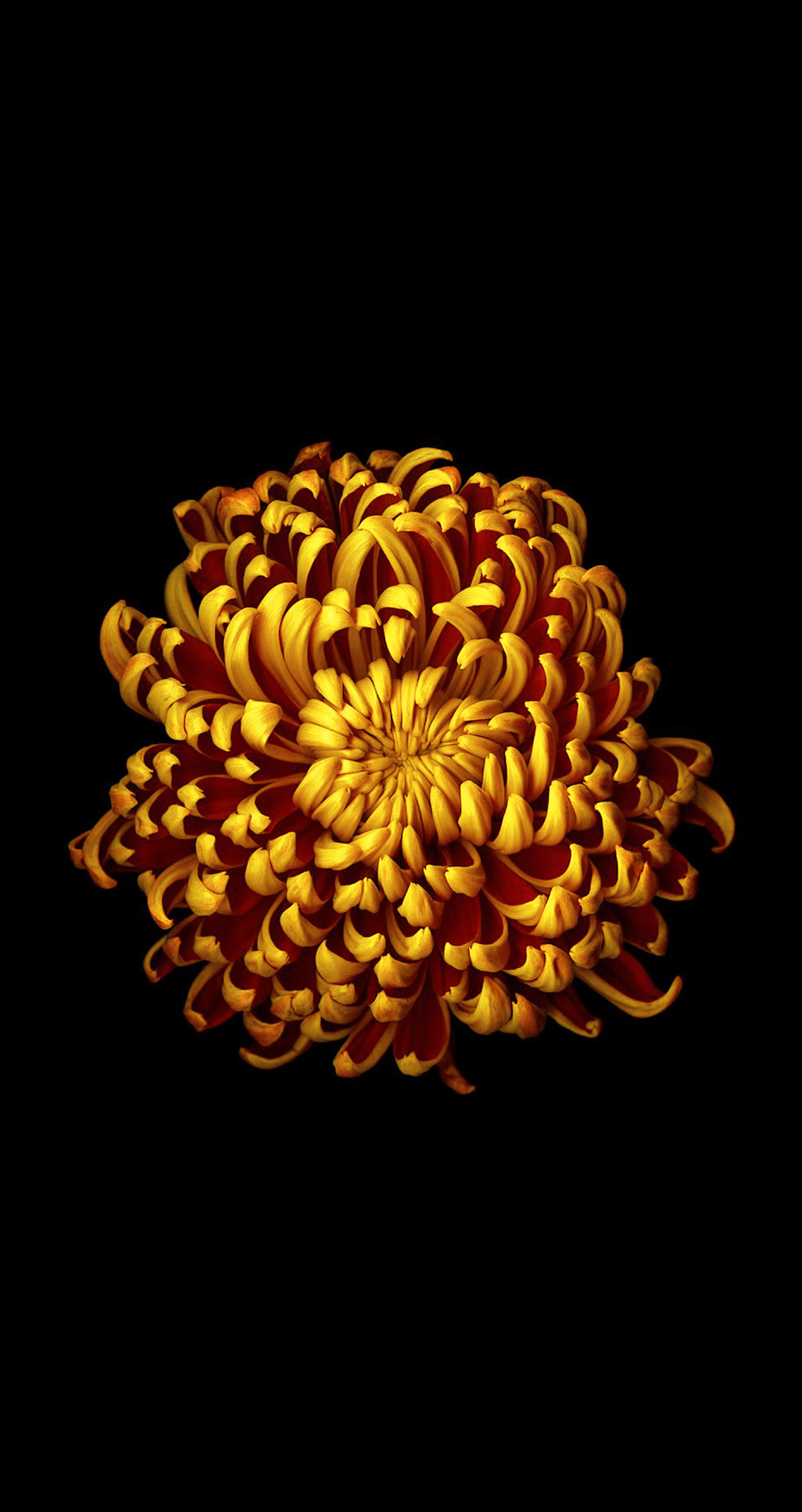 Crisantemo, Fiore arancione, Sfondo nero, Full HD, schermata di blocco del cellulare