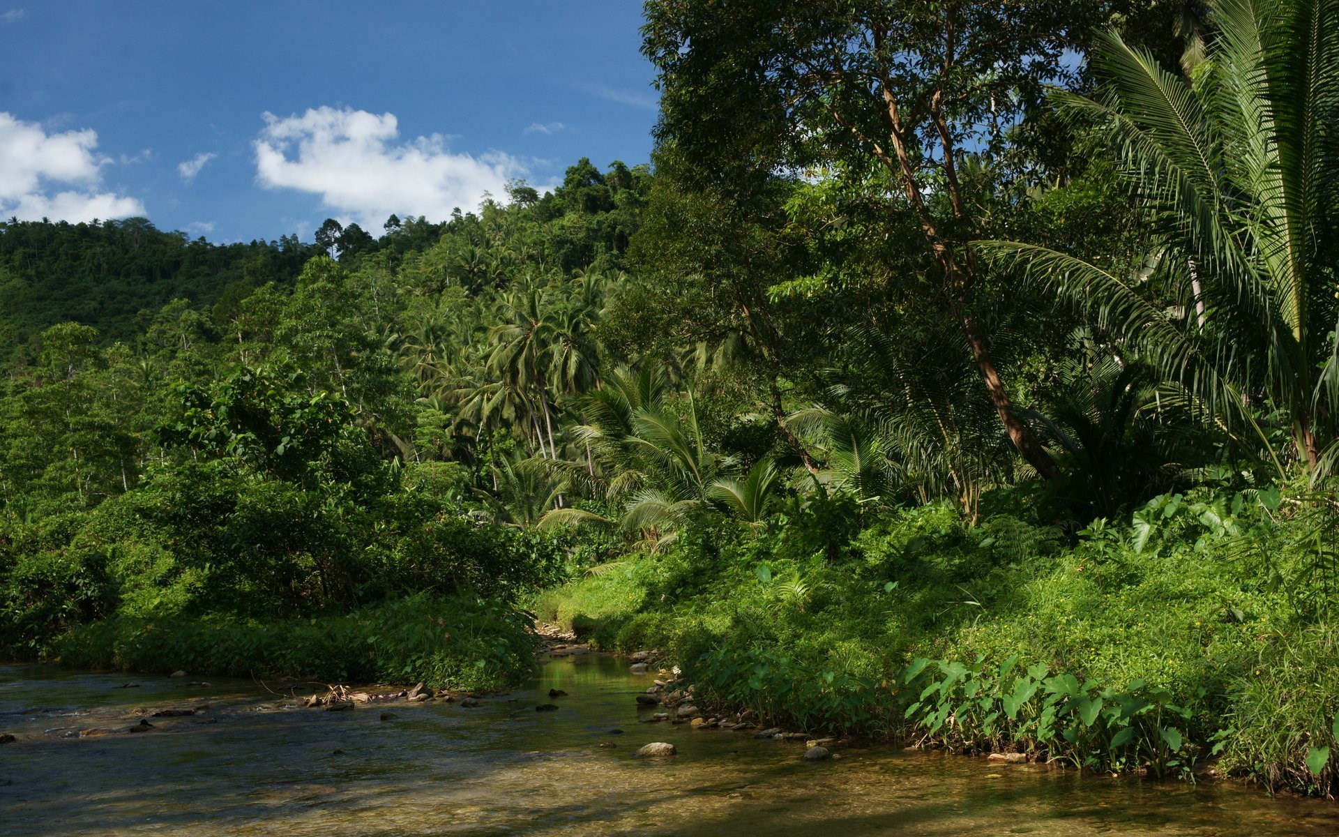 Fiume, Giungla, Foresta tropicale, Palme, 1920x1200, sfondo MacBook Pro