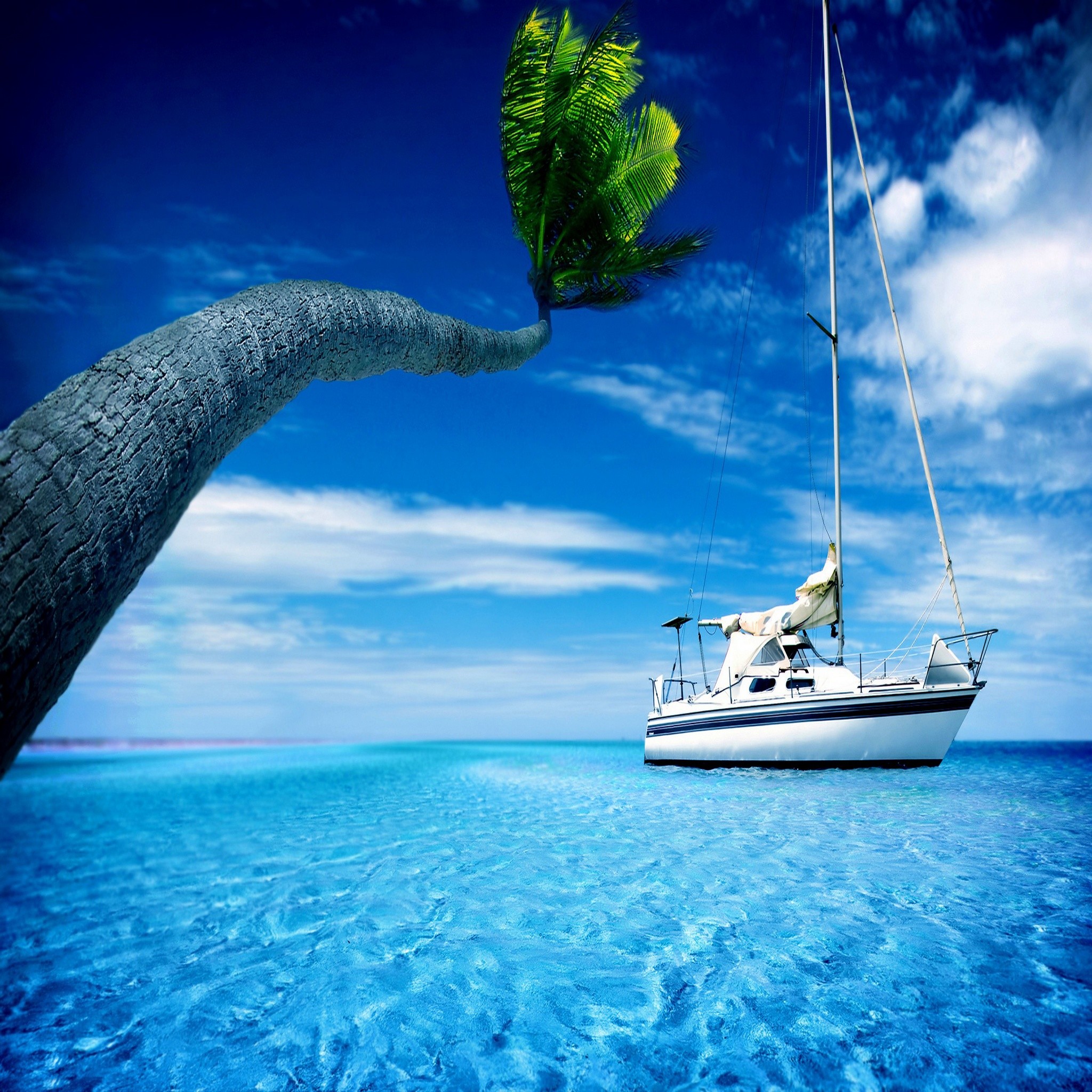Palma, Barca a vela, Mare tropicale, Cielo blu, sfondo iPad Full HD