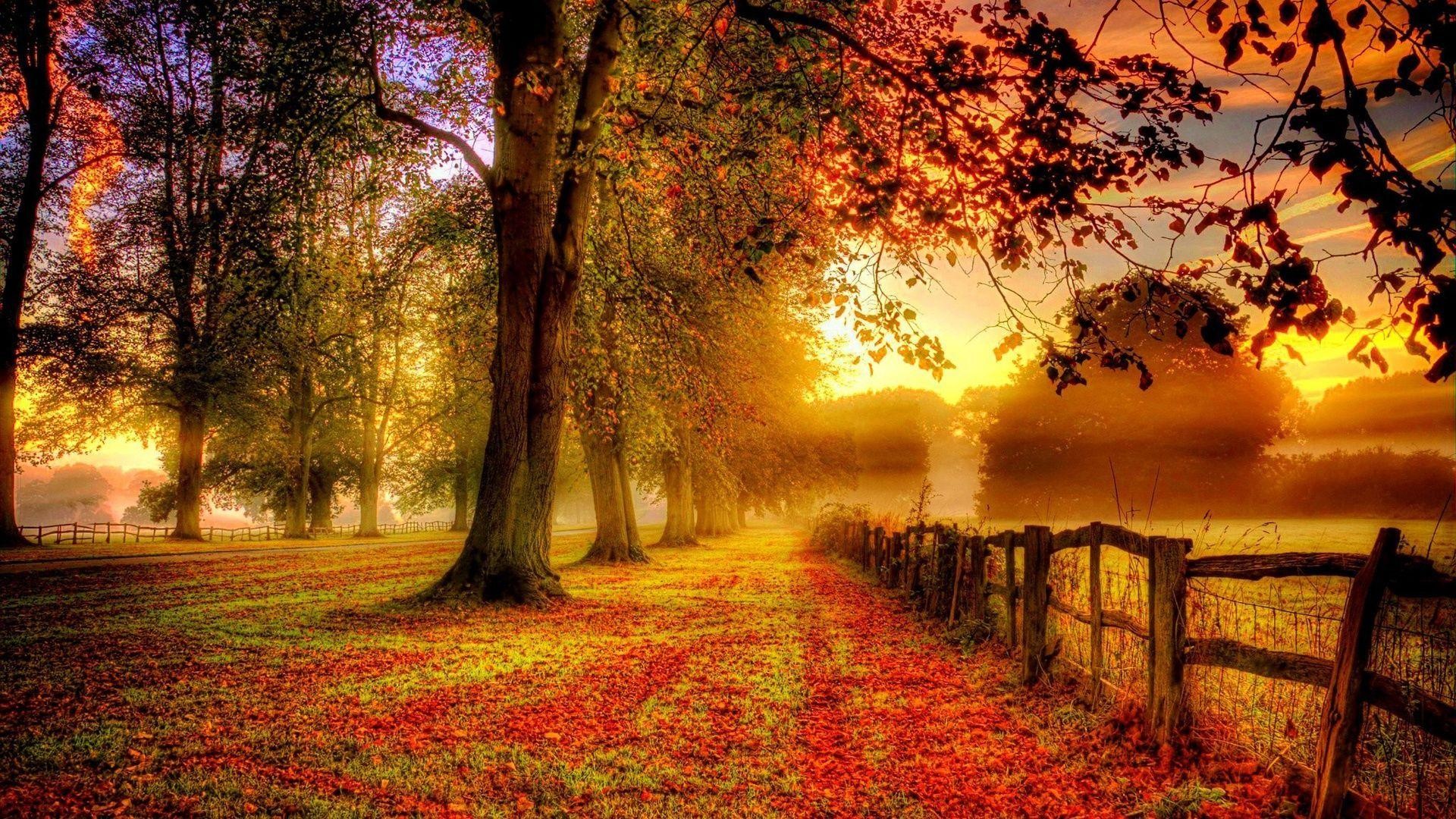 Viale alberato, Staccionata, Tramonto, Foglie rosse, 1920x1080, immagine di sfondo