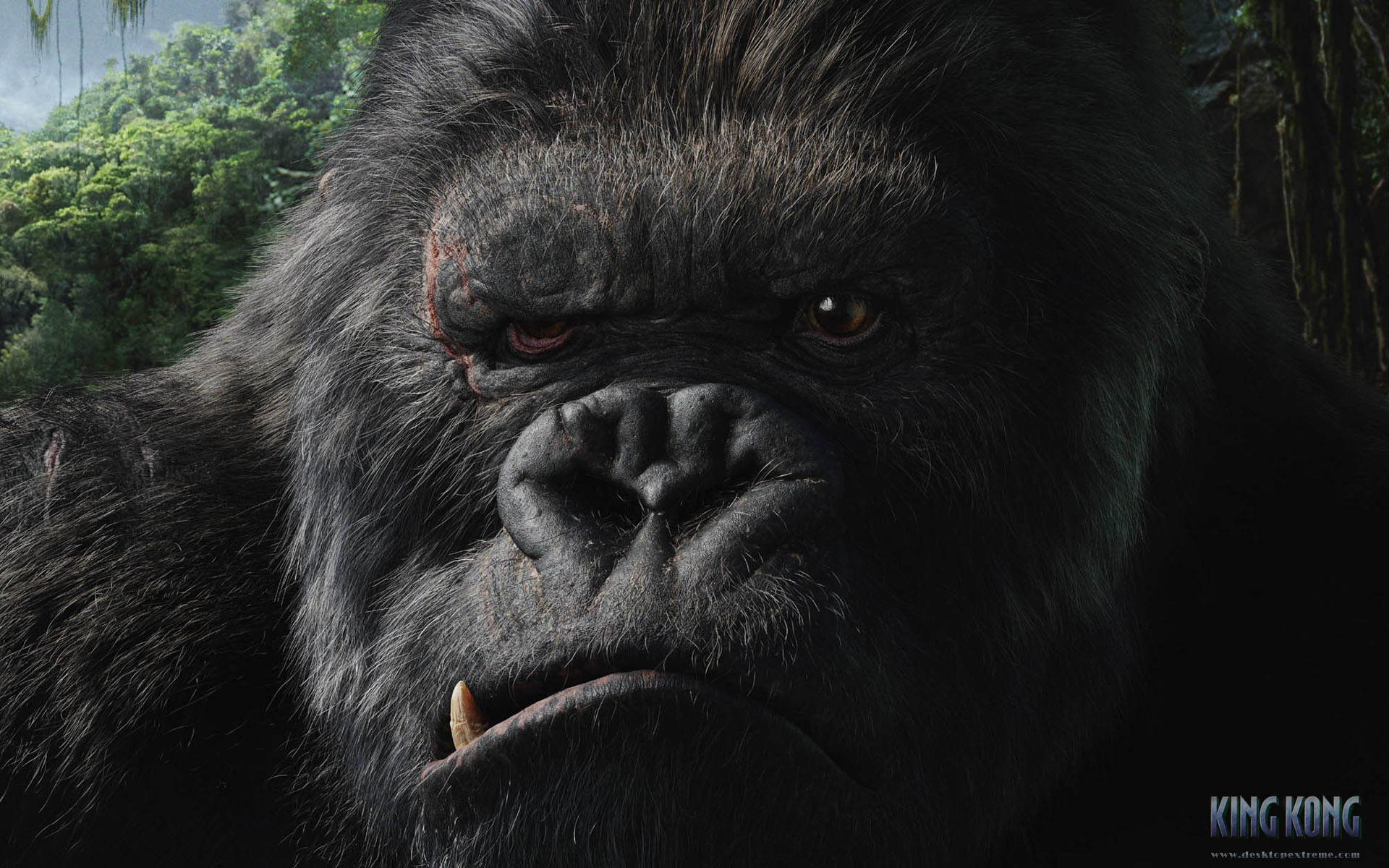 King Kong, Gorilla, Primo piano, 1920x1200, sfondo per PC