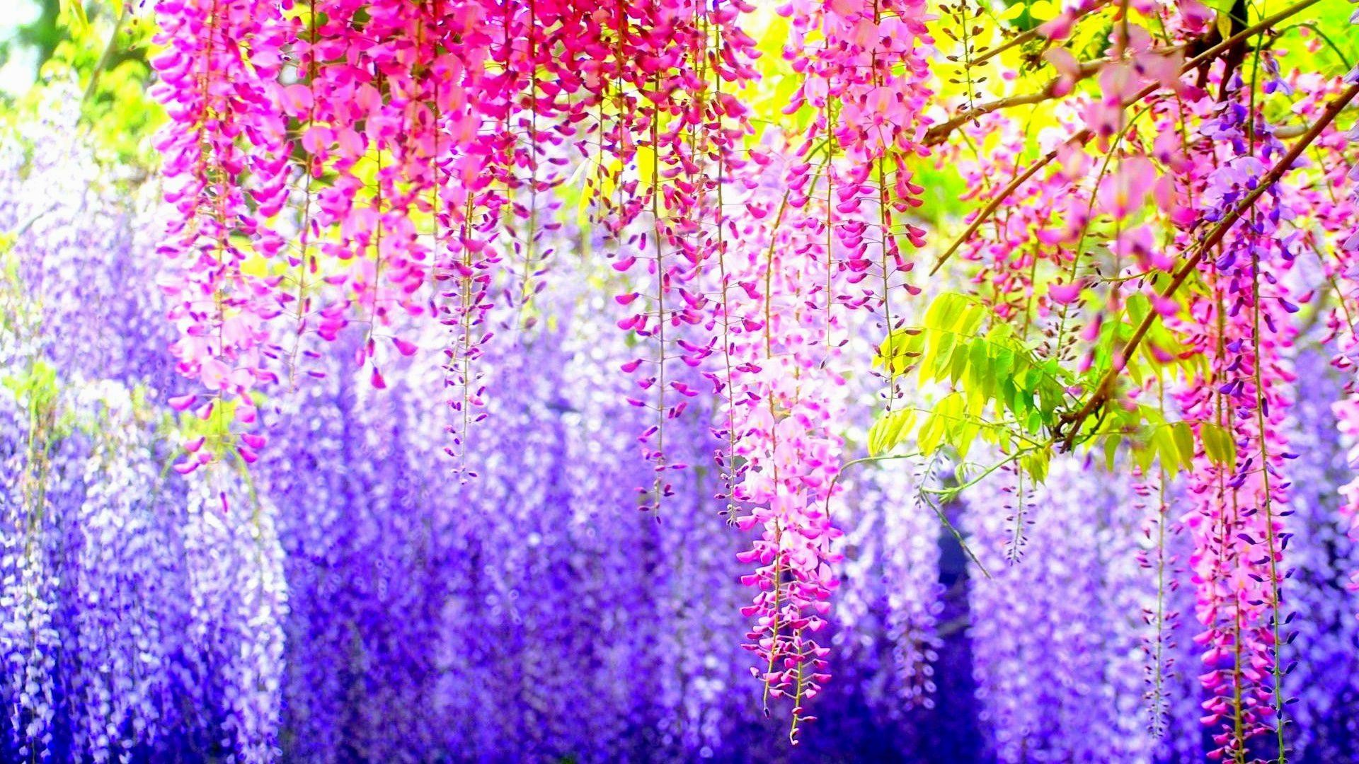 Glicine, Fiori viola, Primavera, wallpaper per desktop