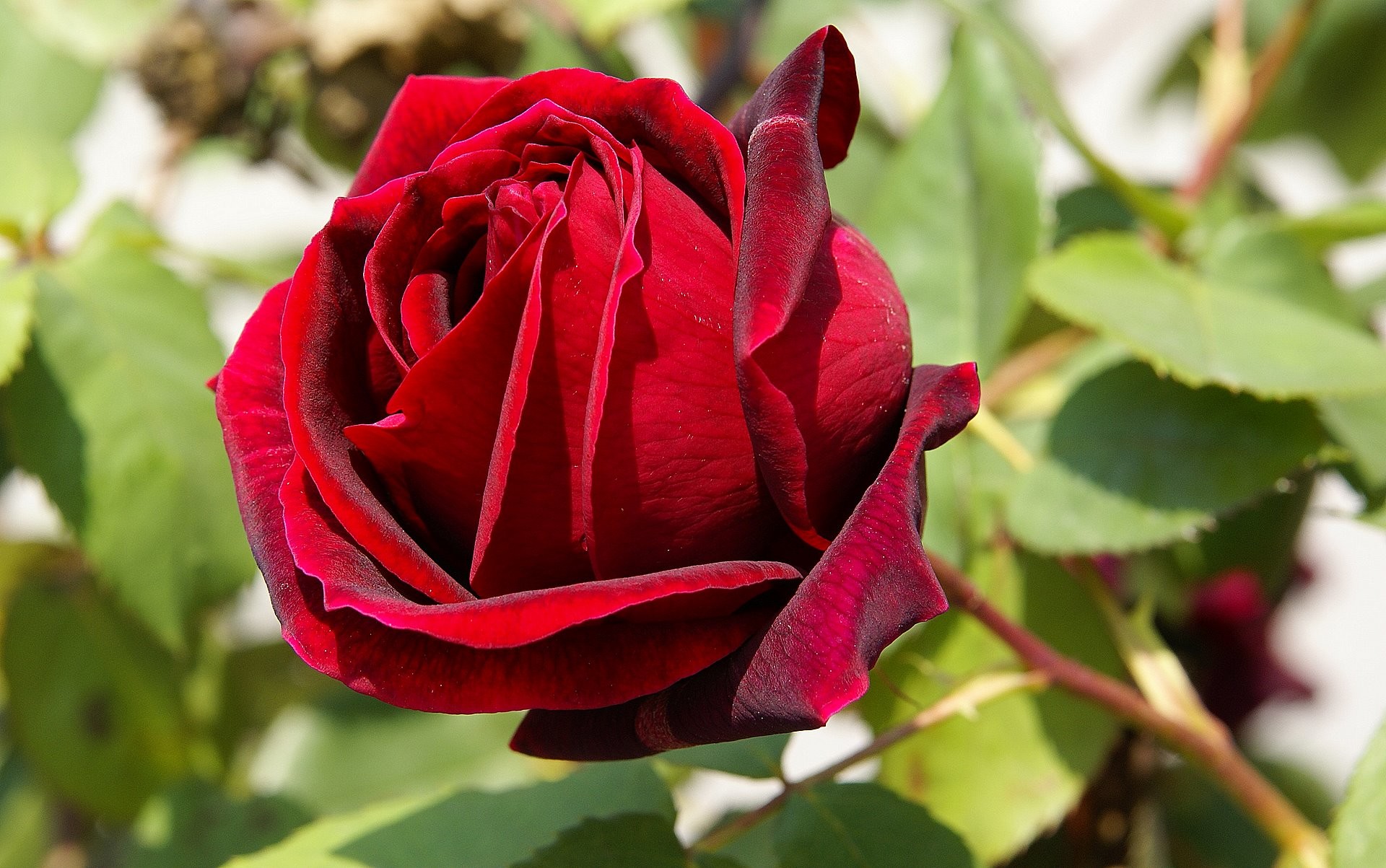 Rosa rossa, Foglie verdi, Giardino, Fiore singolo, 1920x1203, sfondo MacBook Pro