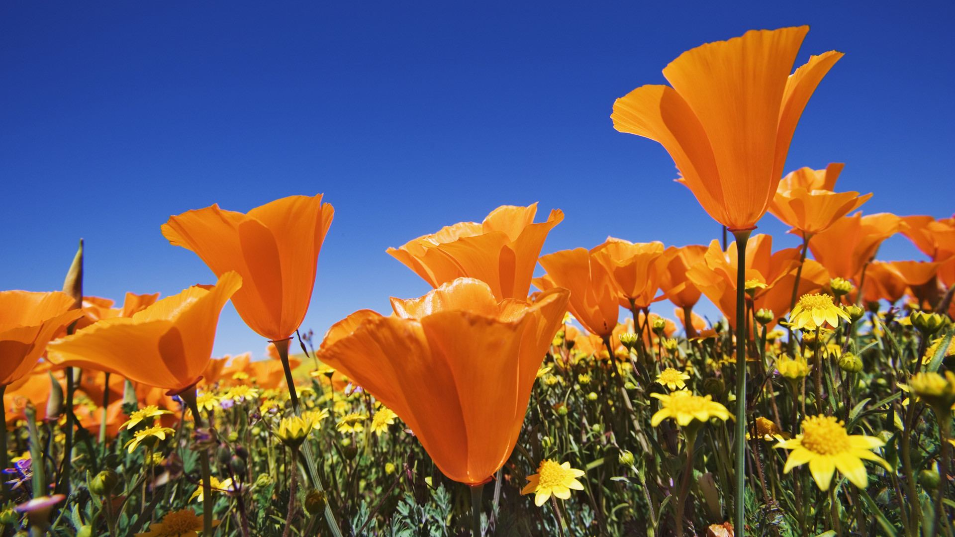 Papavero della California, Arancione, Cielo blu, Prato fiorito, 1920x1080, immagine di sfondo