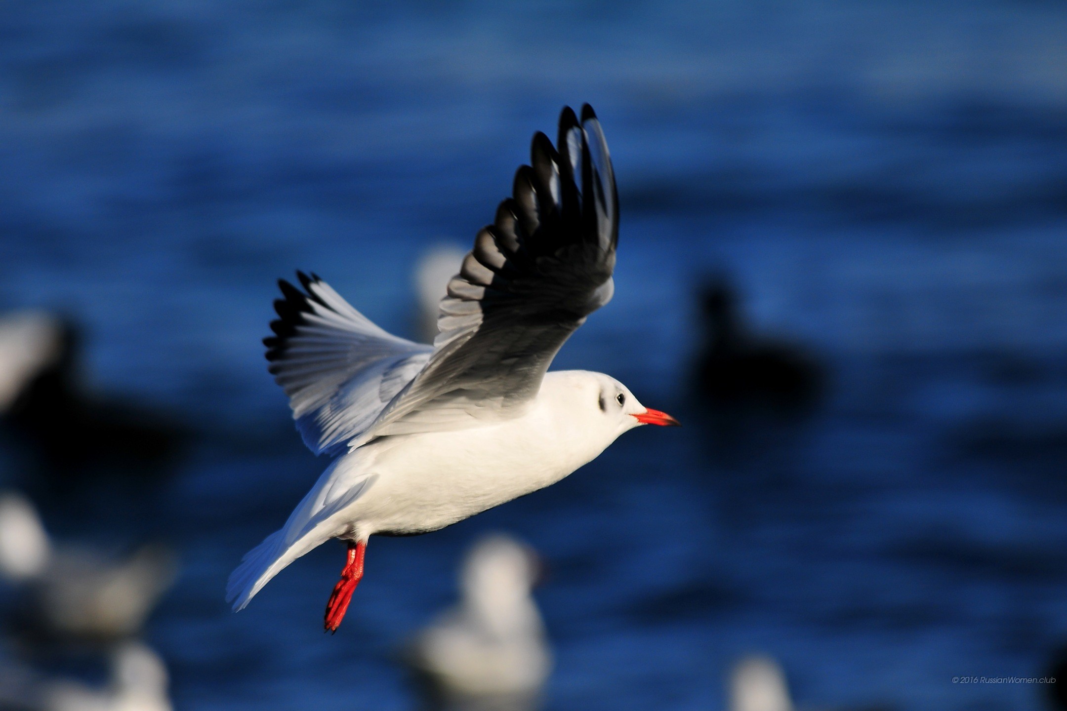 Gabbiano, Volo, Acqua, Uccello, Full HD, sfondo per PC