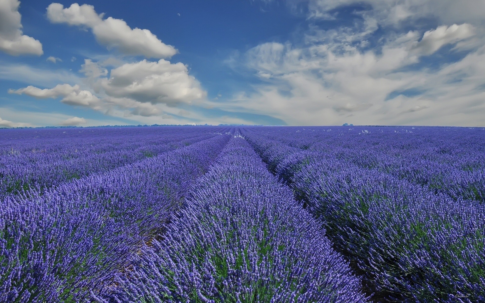 Campo di lavanda, Provenza, Lavanda, Filari, Cielo azzurro, Full HD, sfondo per PC e portatile