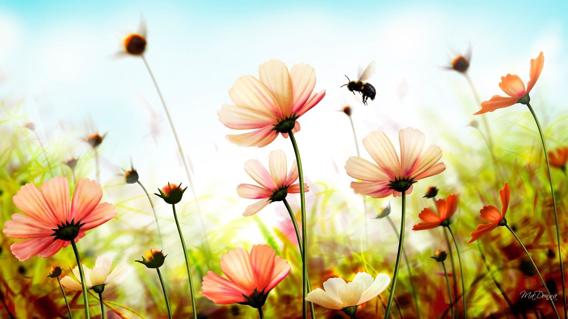 Cosmos, Fiori, Ape, Luce estiva, Full HD, sfondo Windows 11