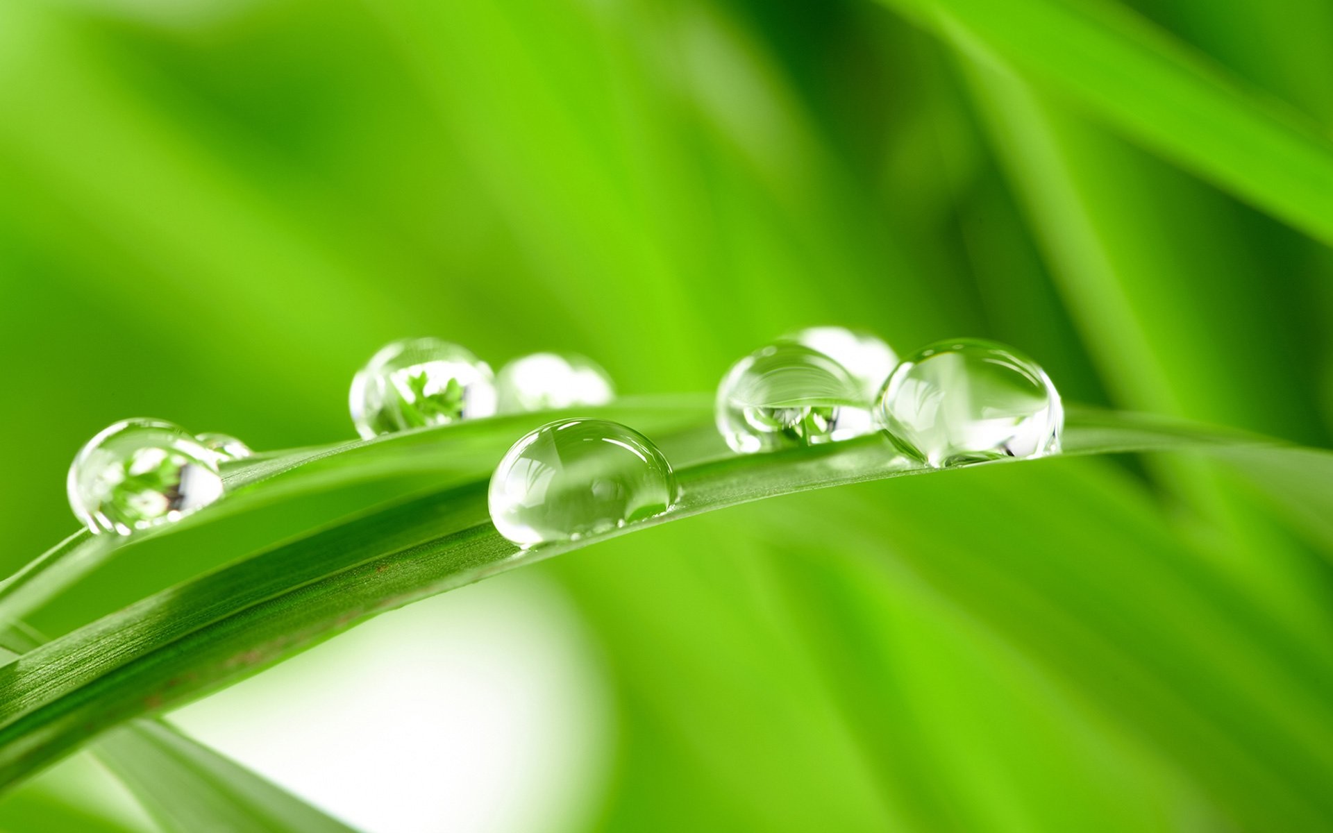 Gocce d'acqua, Filo d'erba, Macro, Verde, 1920x1200, wallpaper desktop
