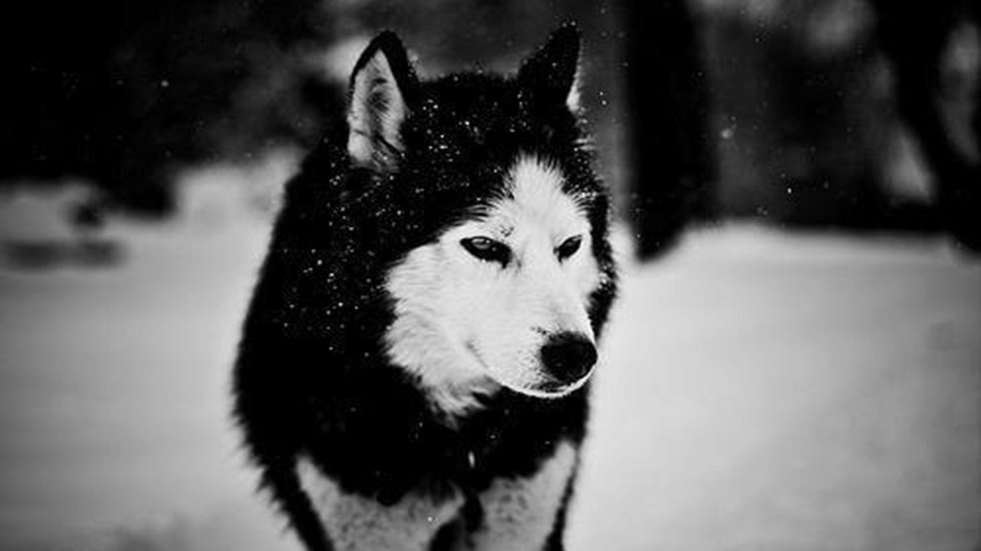 Husky, Neve, Bianco e nero, Full HD, sfondo per portatile