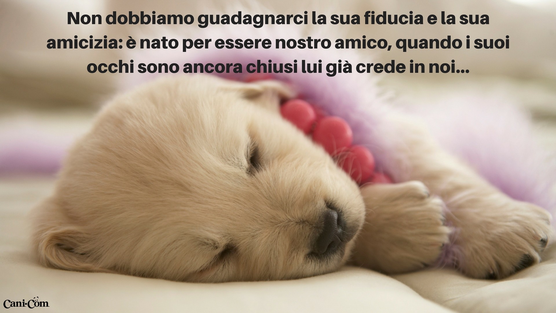 Cucciolo di golden retriever, Citazione sull'amicizia, Sonno, Cani.Com, sfondo desktop Full HD
