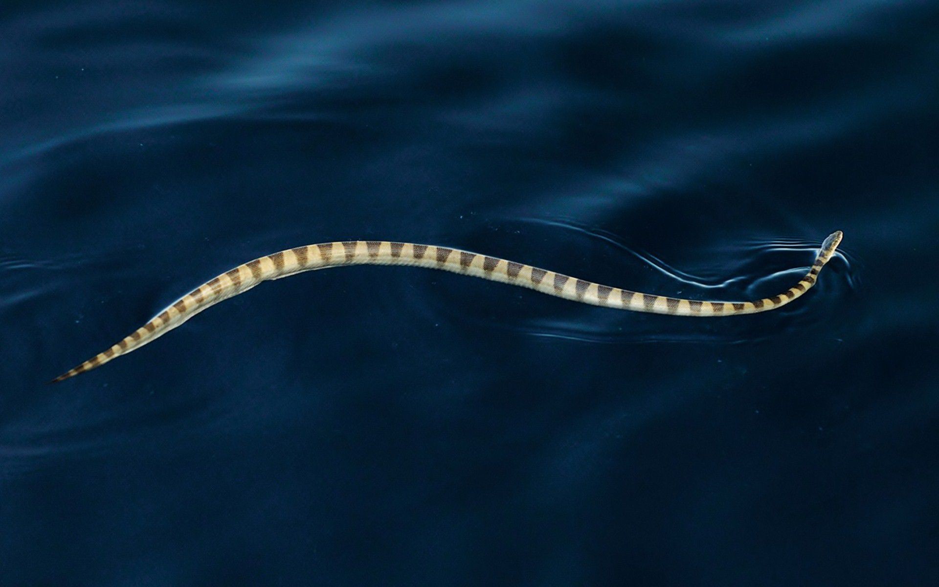 Serpente di mare, Acqua, Blu, Nuoto, Full HD, sfondo per portatile