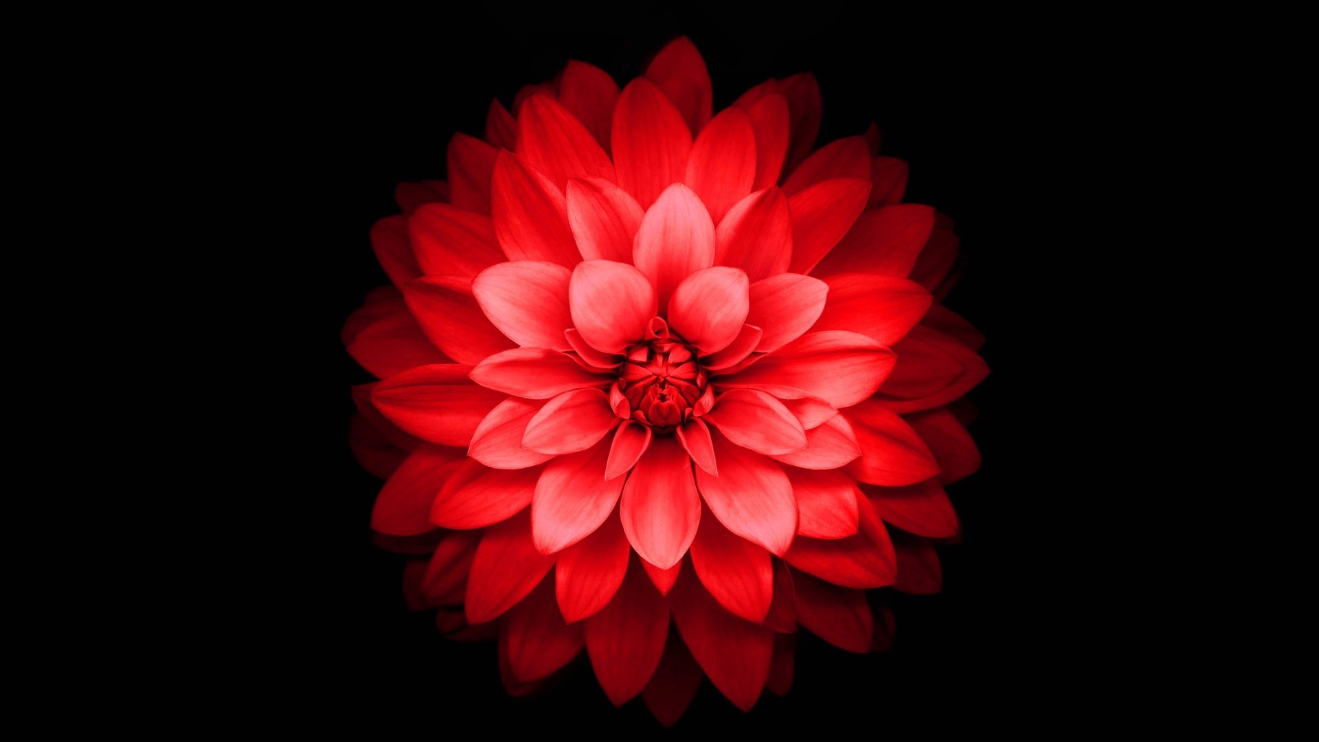 Dalia, Fiore rosso, Sfondo nero, Macro, wallpaper iPhone 6