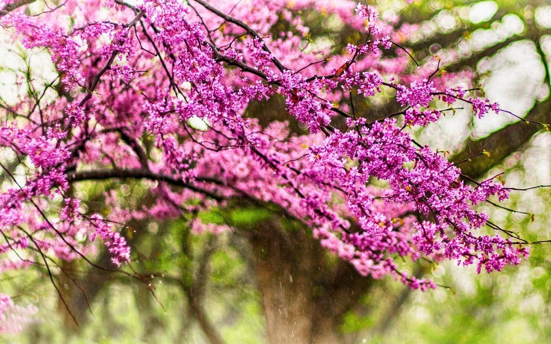Albero di Giuda, Fiori rosa, Rami, 16:10 Full HD, sfondo widescreen