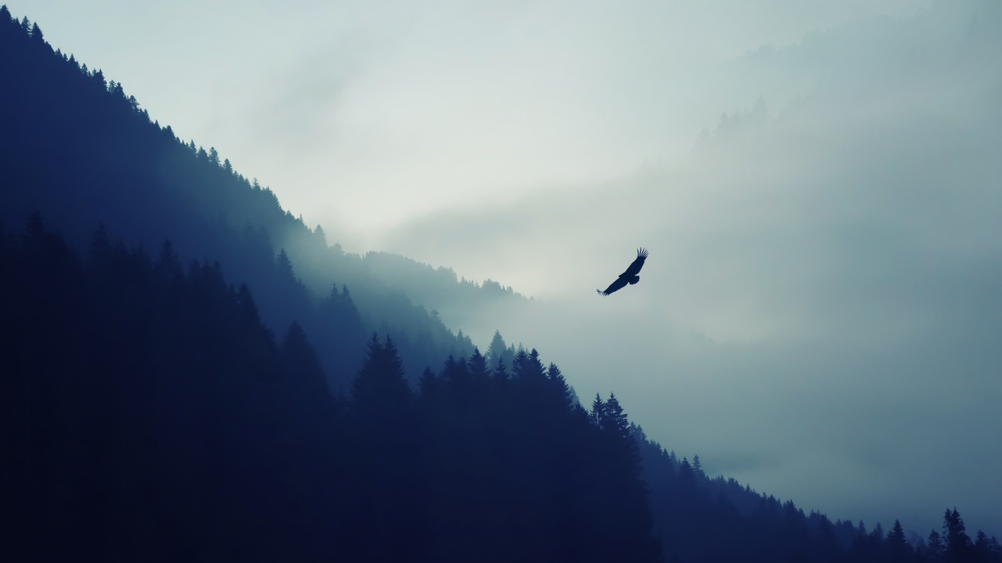 Aquila, Bosco di conifere, Montagna, Nebbia, Blu, 4K, sfondo Mac
